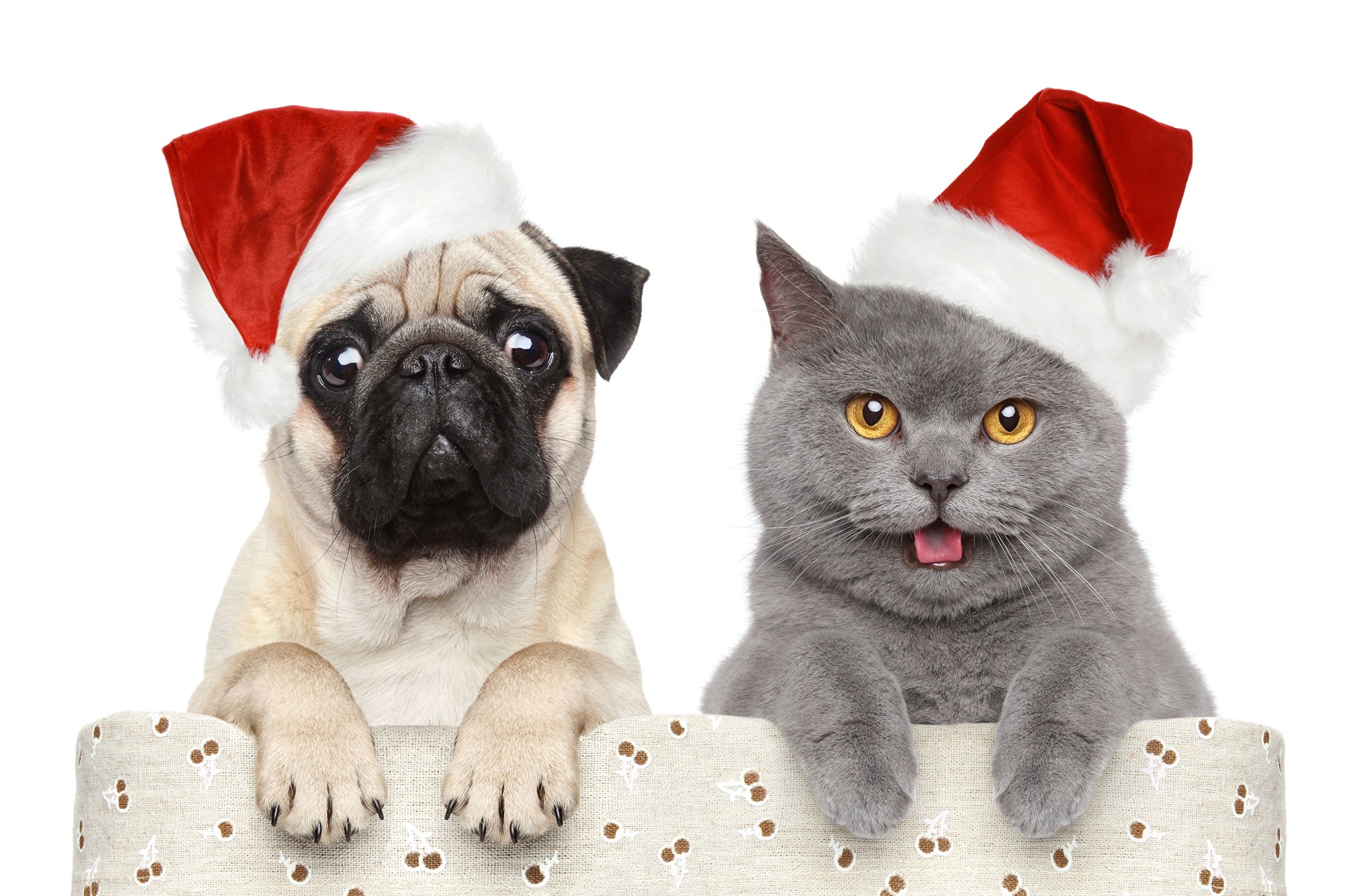 2560x1679 Wallpaper Pug Cats Dogs New year Winter hat Animals 1920x1259 Christmas