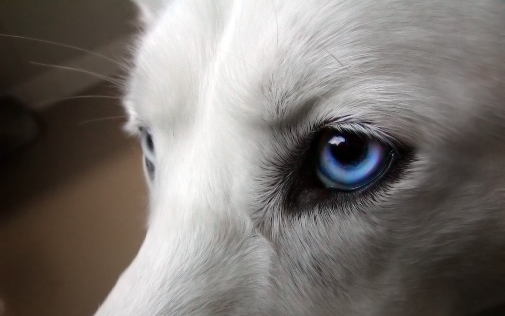 1920x1200 dog white blue eyes