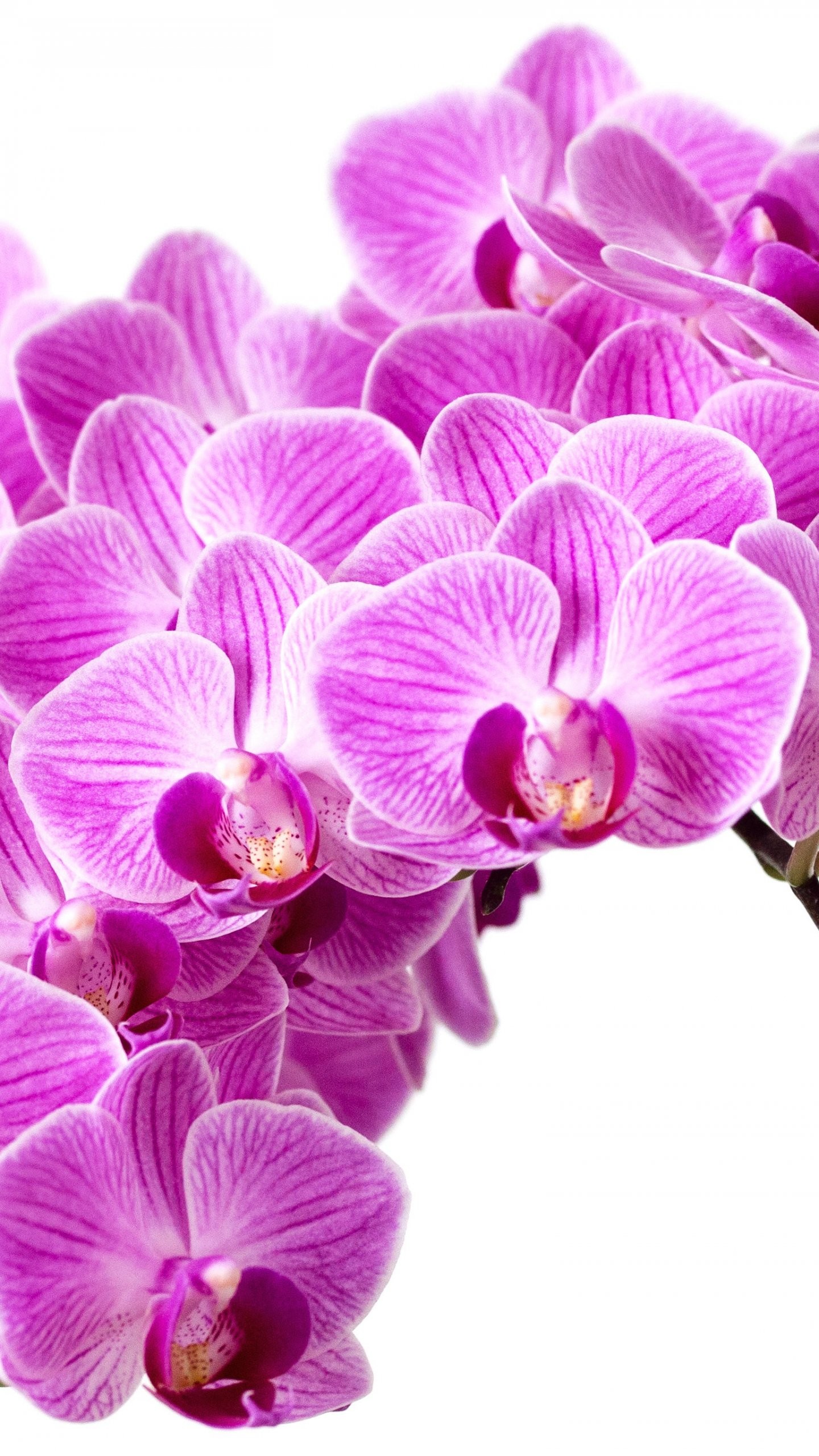 1440x2560 Purple Orchid