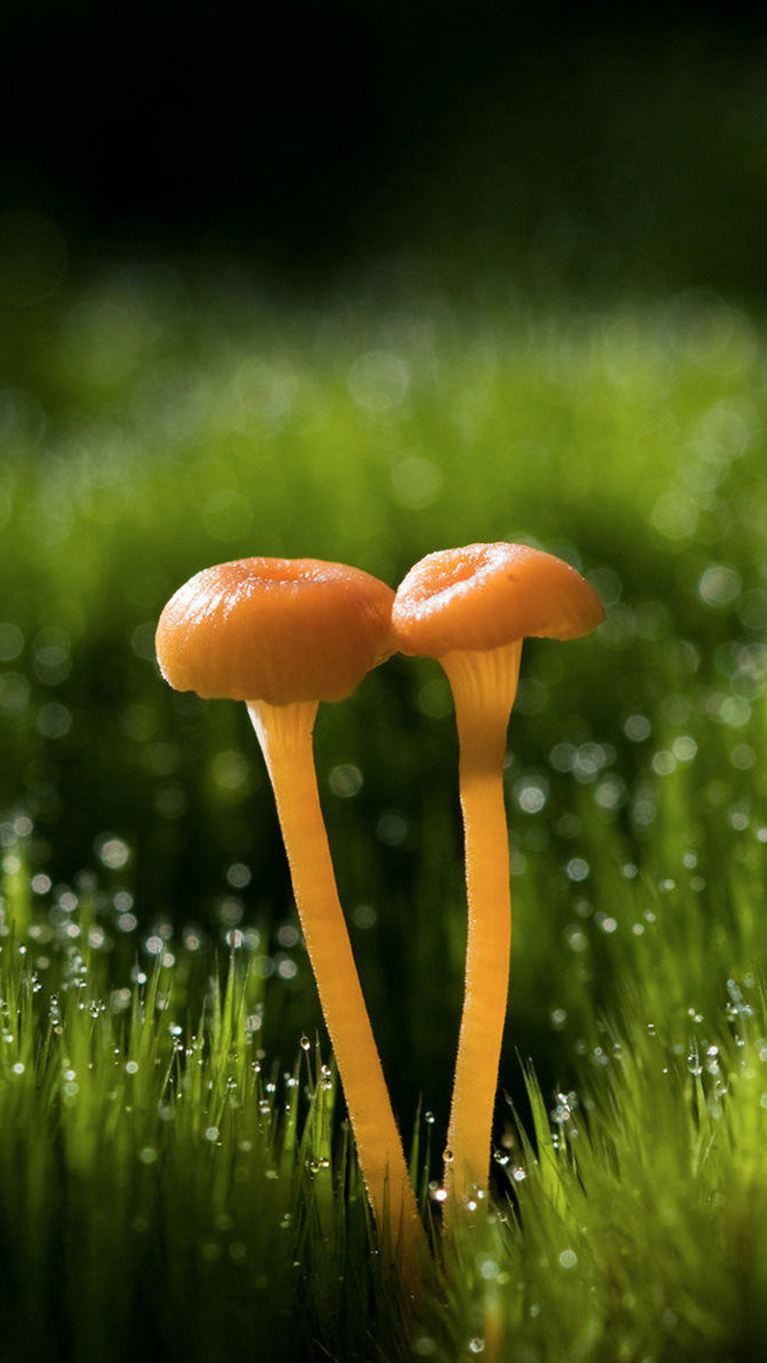 1080x1920 Two small mushrooms Galaxy Note 3 Wallpapers
