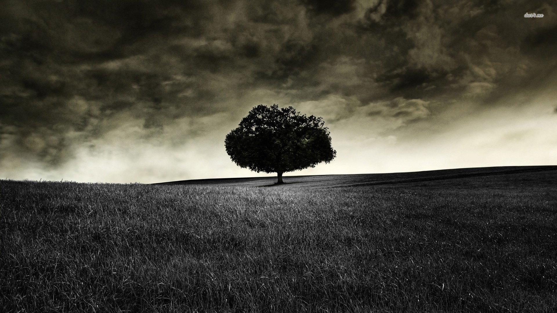 1920x1080 ... Lonely Trees wallpaper |  | #27225 ...