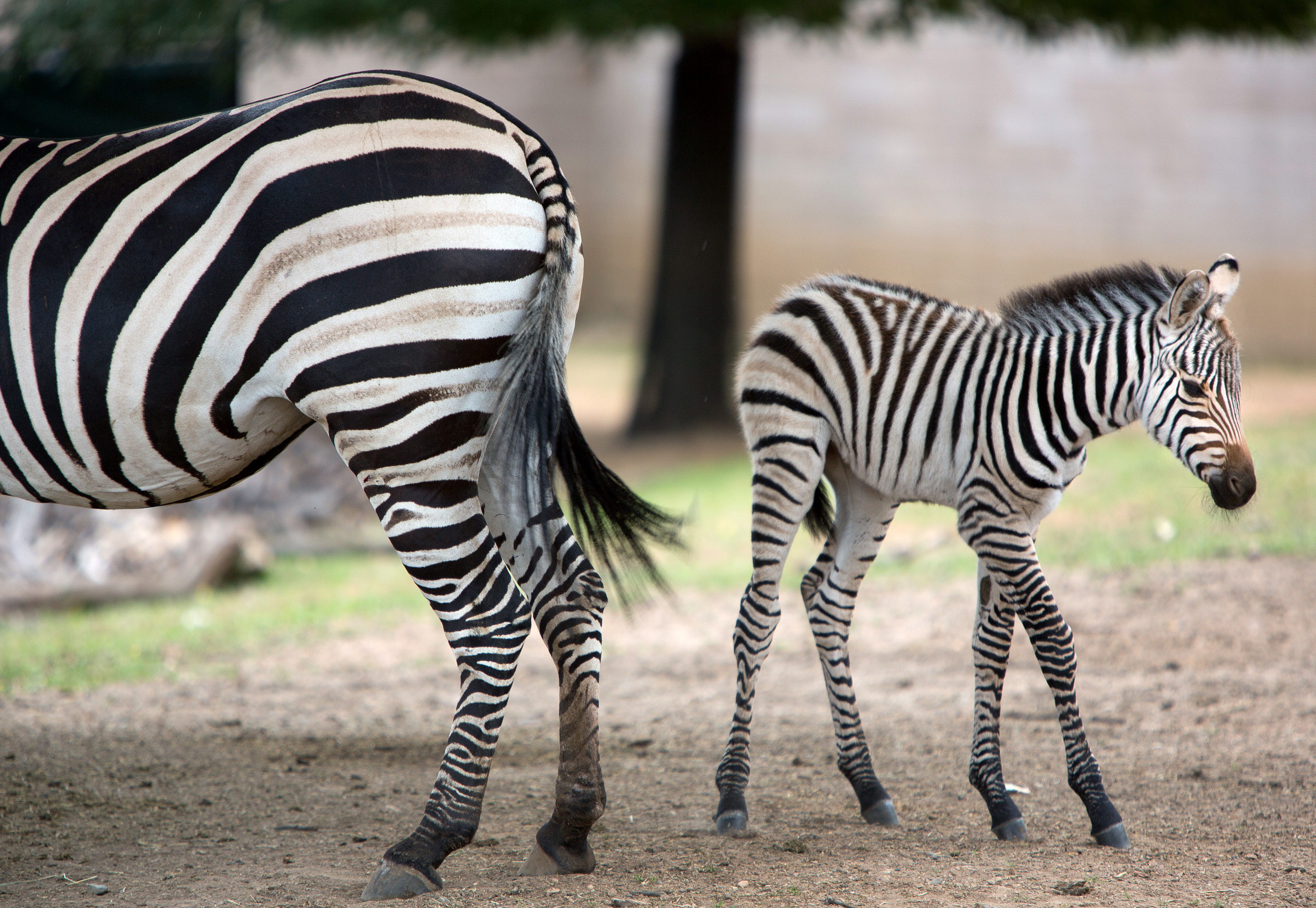 3000x2071 Como Zoo's newest baby zebra, a male who was born on Saturday night or  Sunday morning, is on display with its mother Monday. Jennifer Simonson /  MPR News