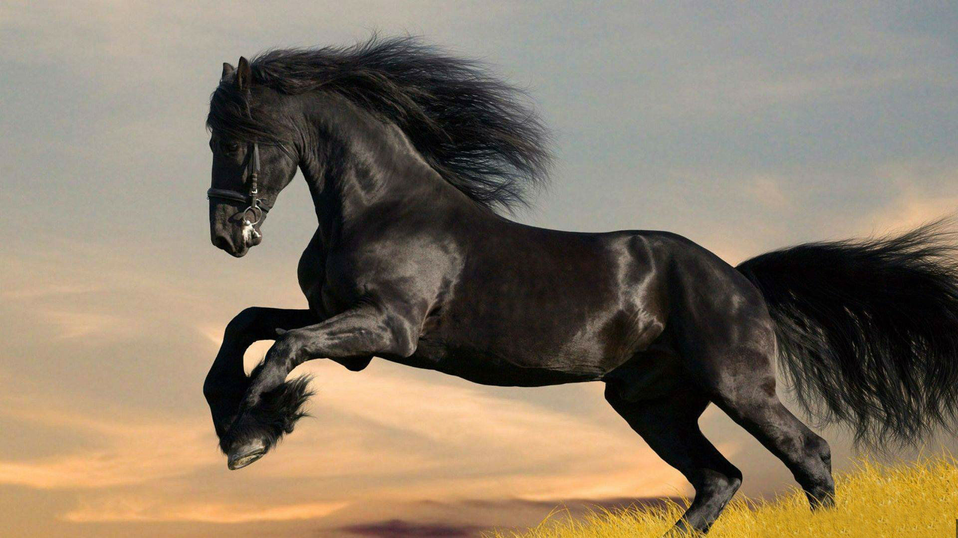 1920x1080 Most Beautiful Shire Horse Full HD 1080p Wallpaper
