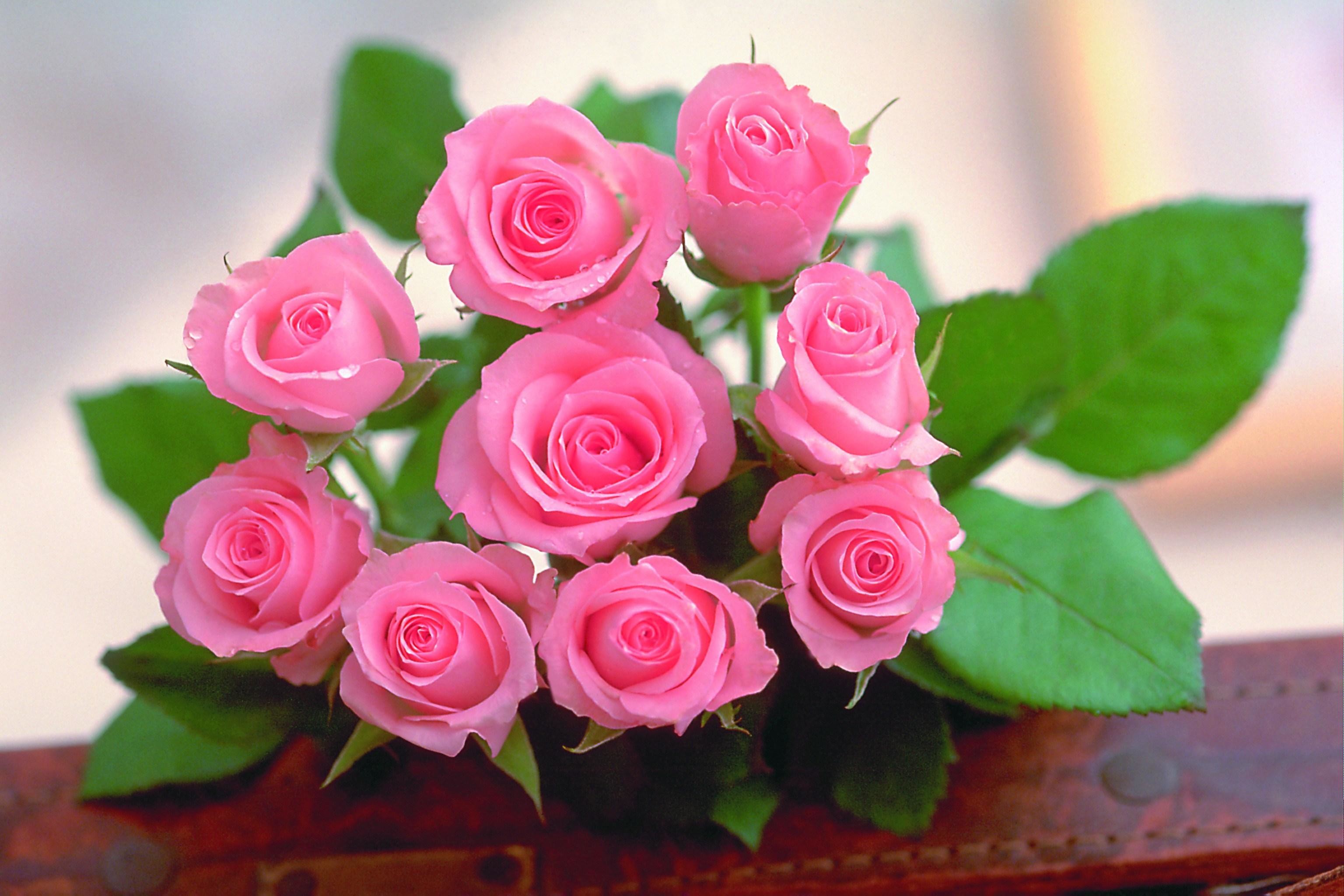 3072x2048 beautiful pink roses wallpapers free download #516311