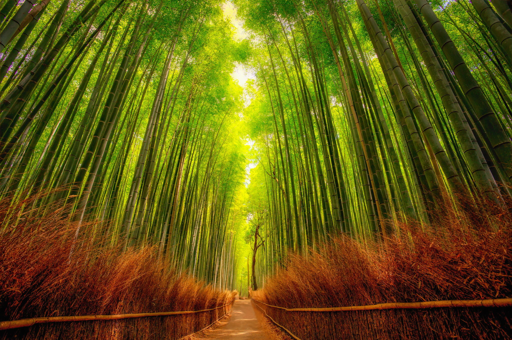 2048x1361 Bamboo forest by Rolf Hartbrich