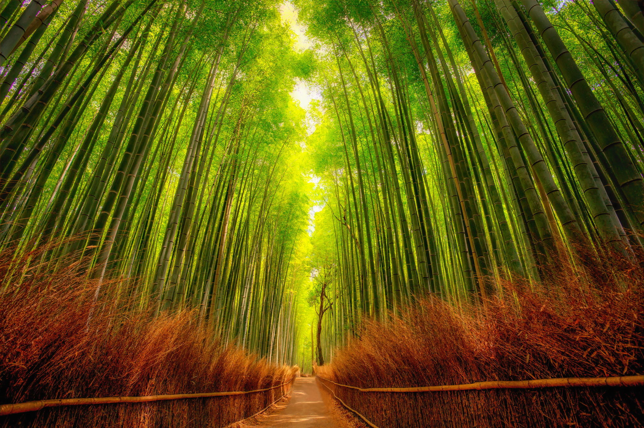 Bamboo Forest Japan Computer Wallpaper 51 Images Bamboo Forest Japan Computer Wallpaper 51 Images
