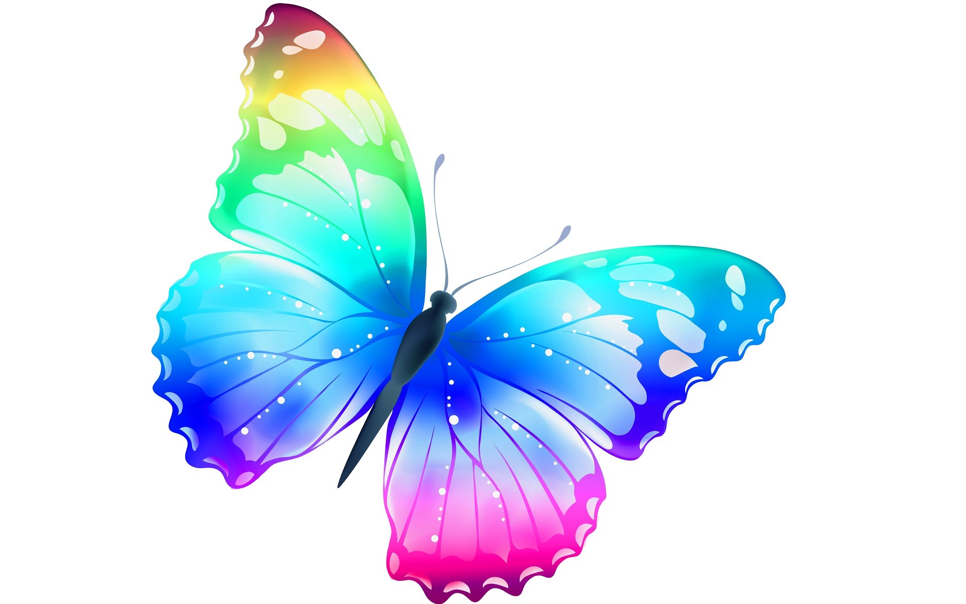 1920x1200 Beautiful Butterfly Wallpapers