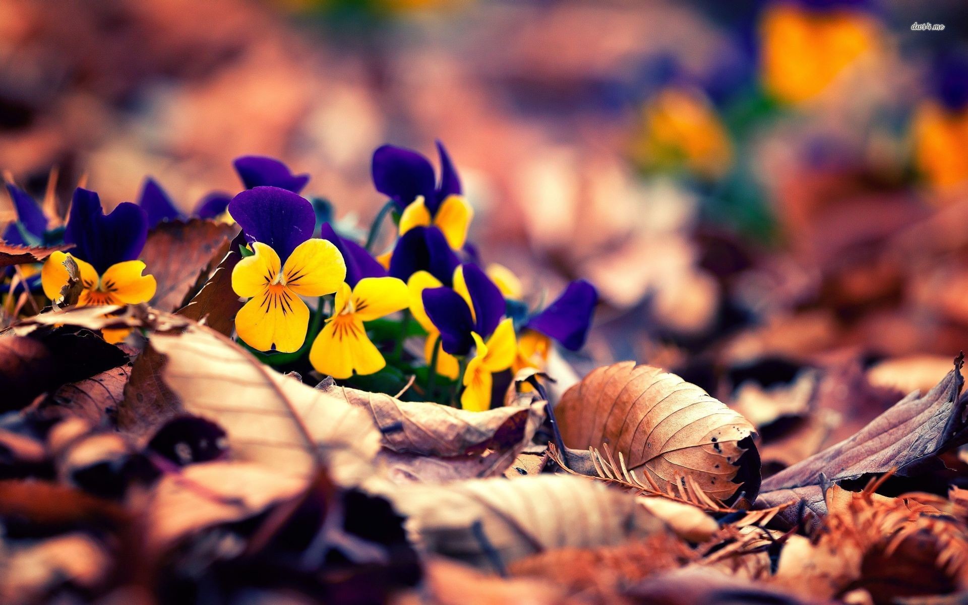 1920x1200 ... Yellow and blue pansies between autumn leaves wallpaper ;  more. Flowers Â· Pansy
