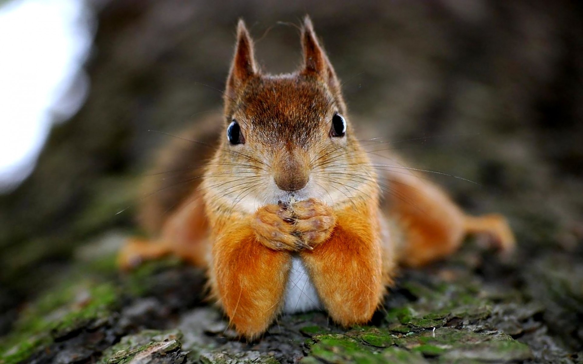 1920x1200  Squirrel, Funny, Animal, High, Definition, Wallpaper, For,  Desktop, Background, Download, Funny, Animal, Image, Free, Hd Images, Cool  Images, ...