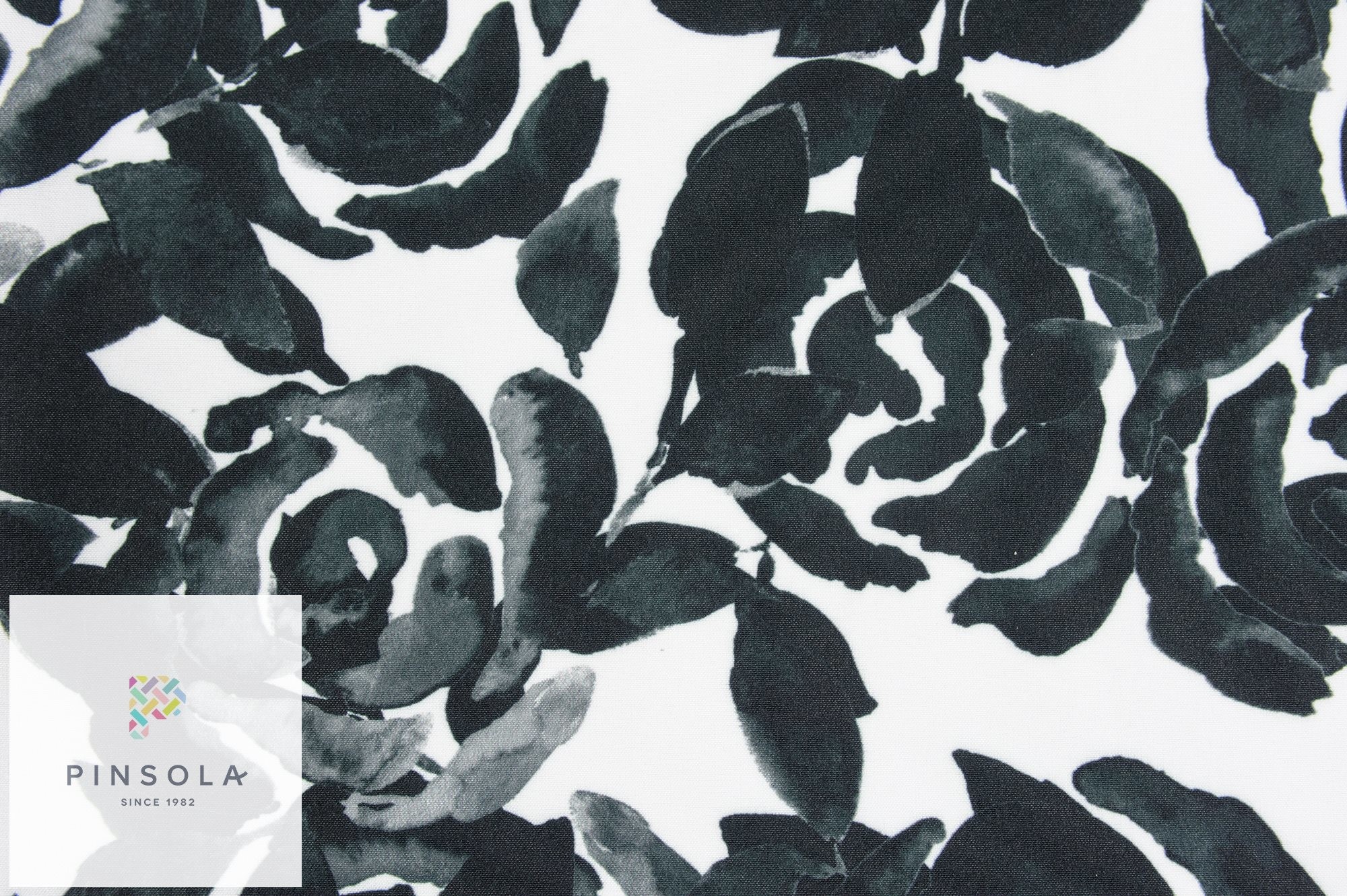 2000x1331 Silky, black roses on a white background