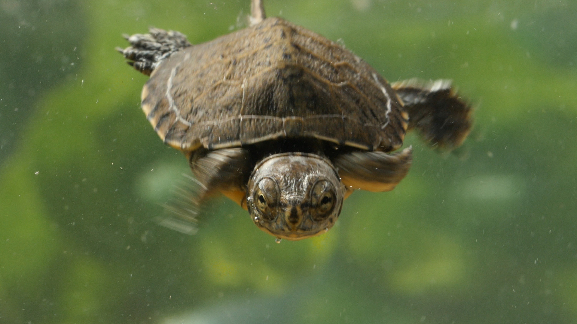 1920x1080 A two-month-old western pond turtle swims at the San Francisco Zoo.