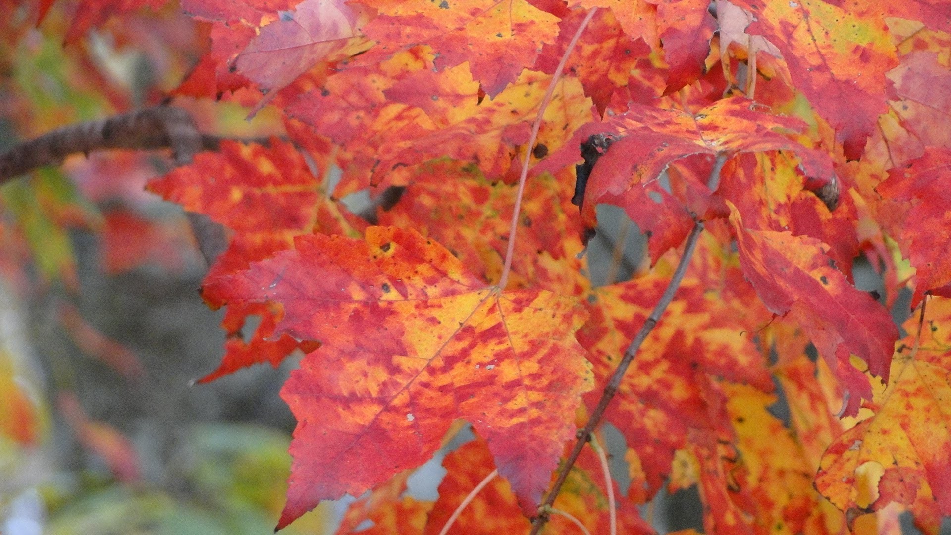 1920x1080 Autumn leaf color, New England fall foliage, Mehdi Falling Leaves - YouTube