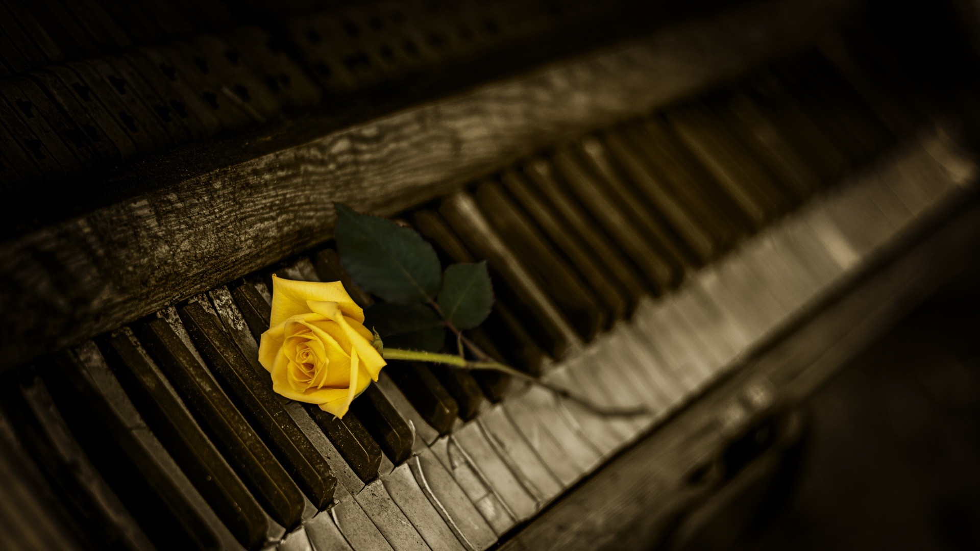 1920x1080 Preview wallpaper piano, rose, keys 