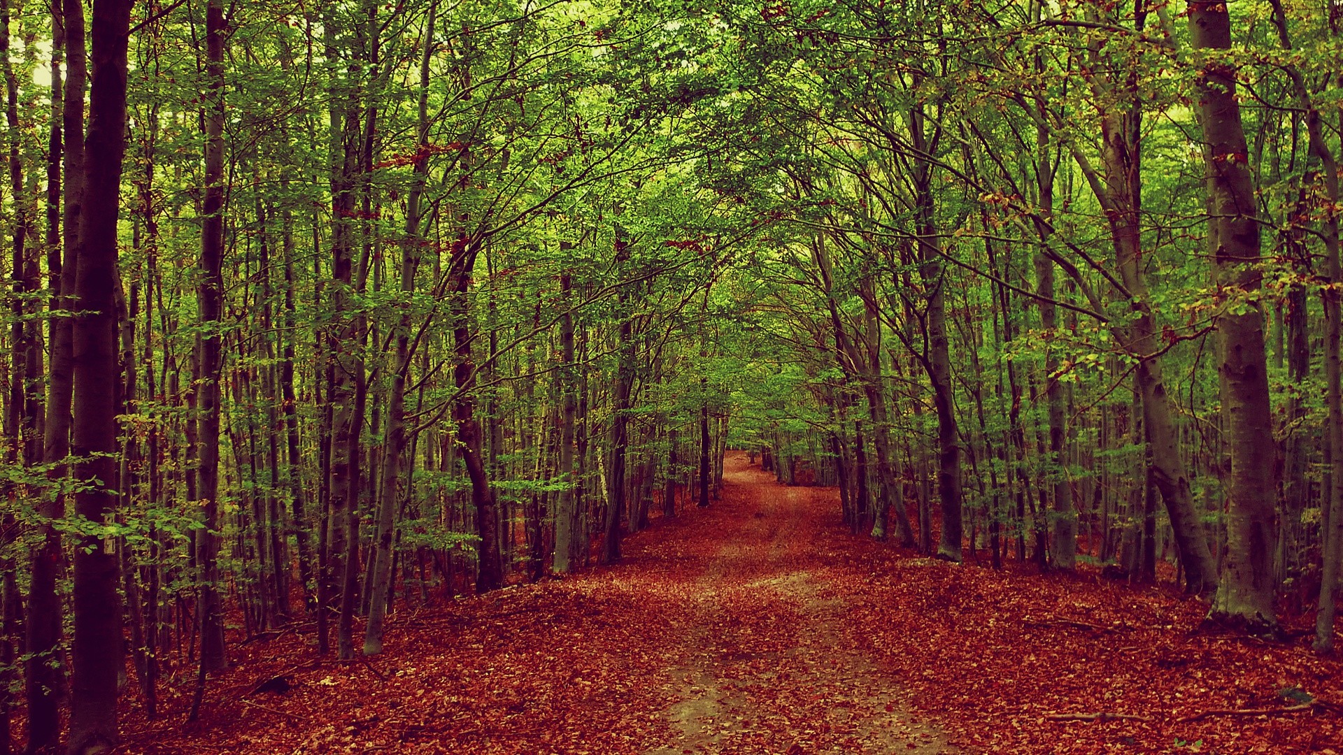 1920x1080 Green-Forest-Red-Carpet-wallpaper-by-joaomc12-1