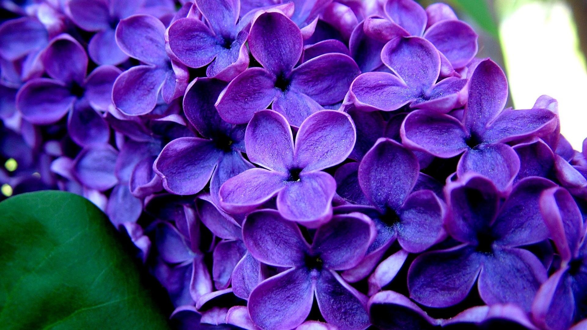 1920x1080 Tags:  Purple Flower