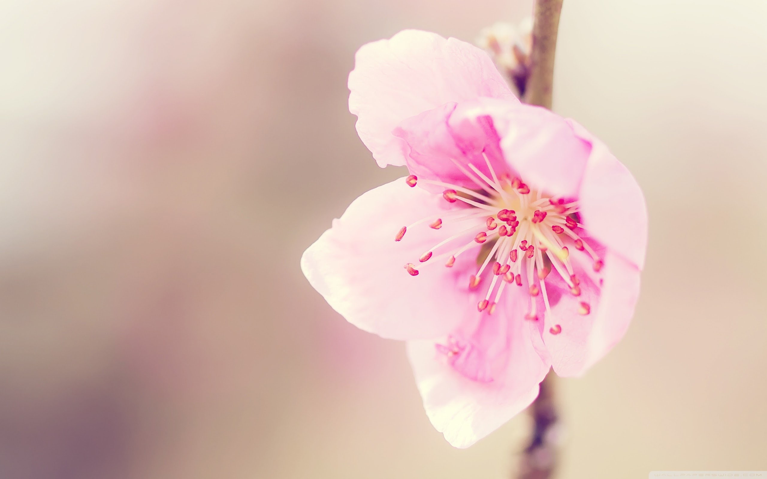 2560x1600 ... Amazing-Pink-Peach-Flowers-Wallpapers-HD-Pictures ...