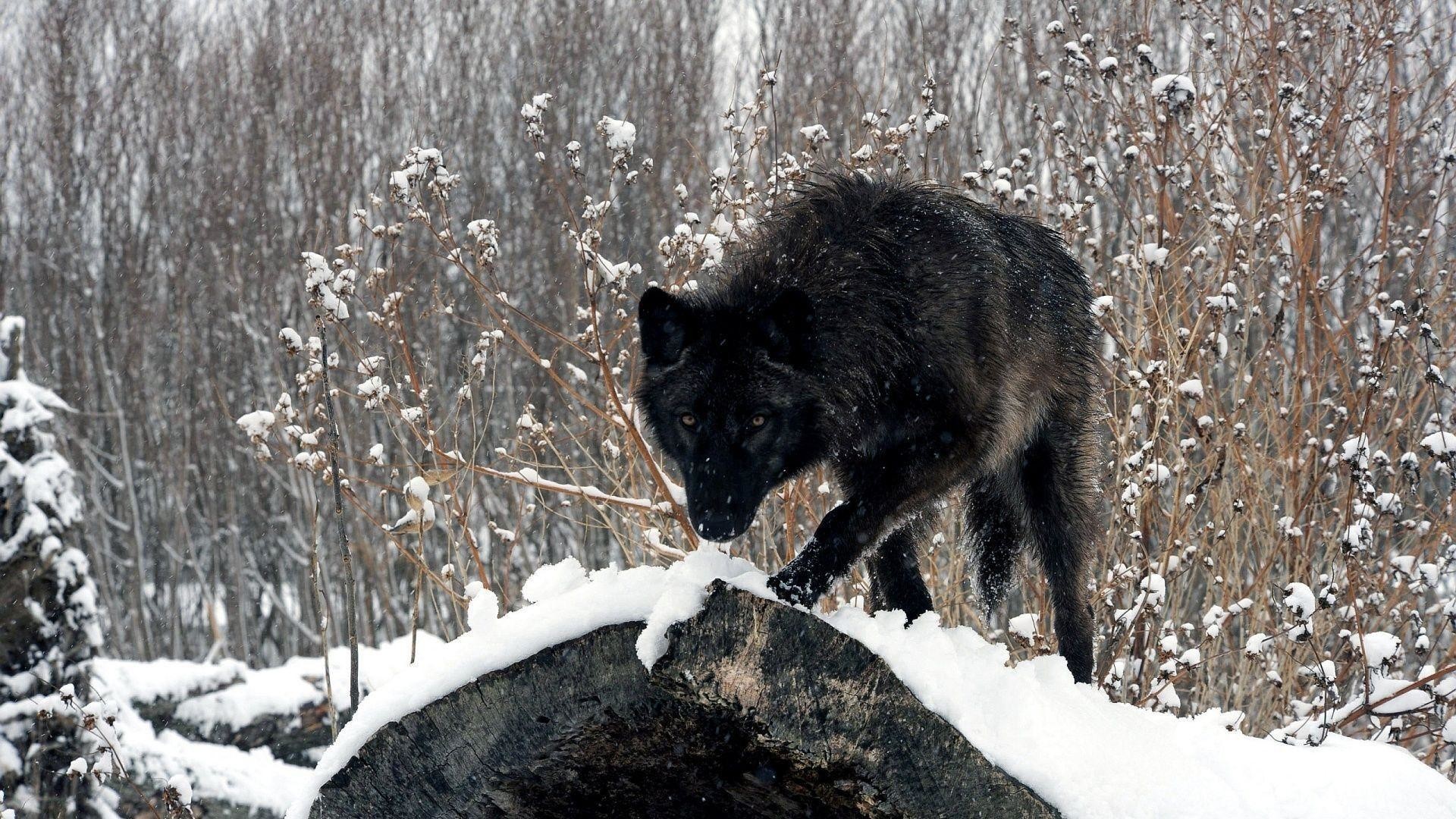 1920x1080 black-wolf-wallpapers wolf animal HD free wallpapers backgrounds .