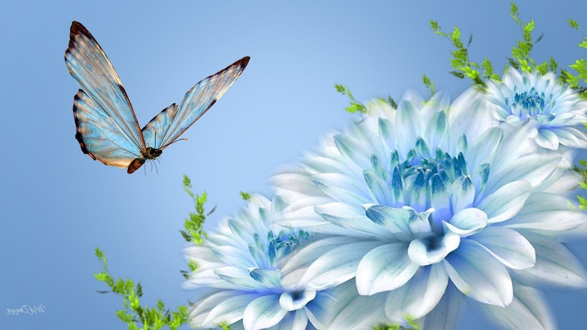 1920x1080 Beautiful Pictures Of Flowers and butterflies Birds New butterfly and Flower  Wallpapers Wallpaper Cave