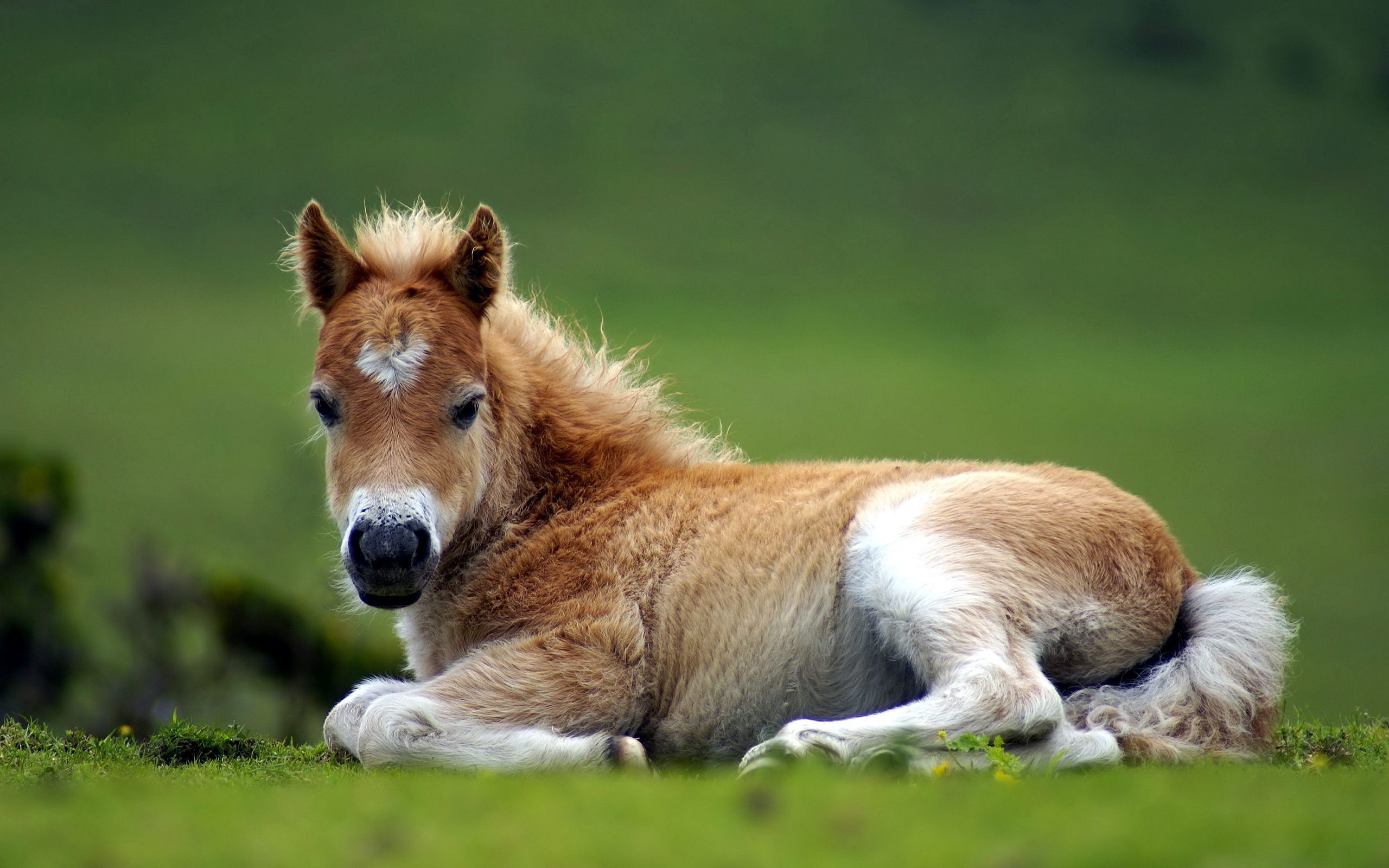 2560x1600  Baby Horse Backgrounds by Kevin Sammer