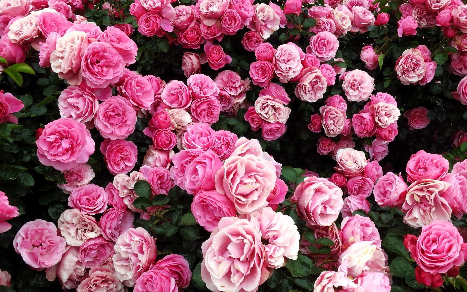1920x1200 Rose Bush of Pink Roses Wallpaper