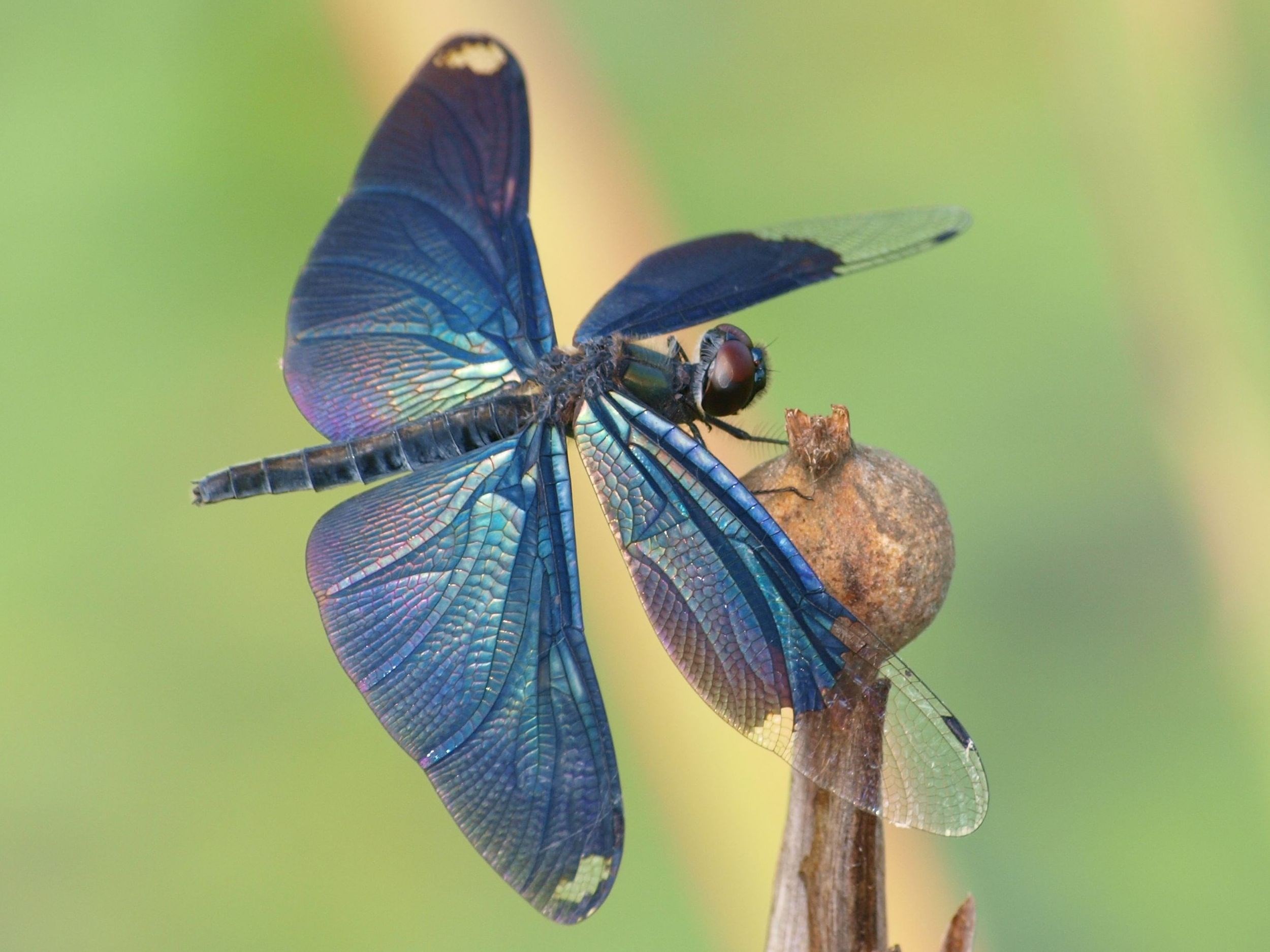2500x1875 dragonfly wallpapers 1080p high quality, Alton Waite 2017-03-27