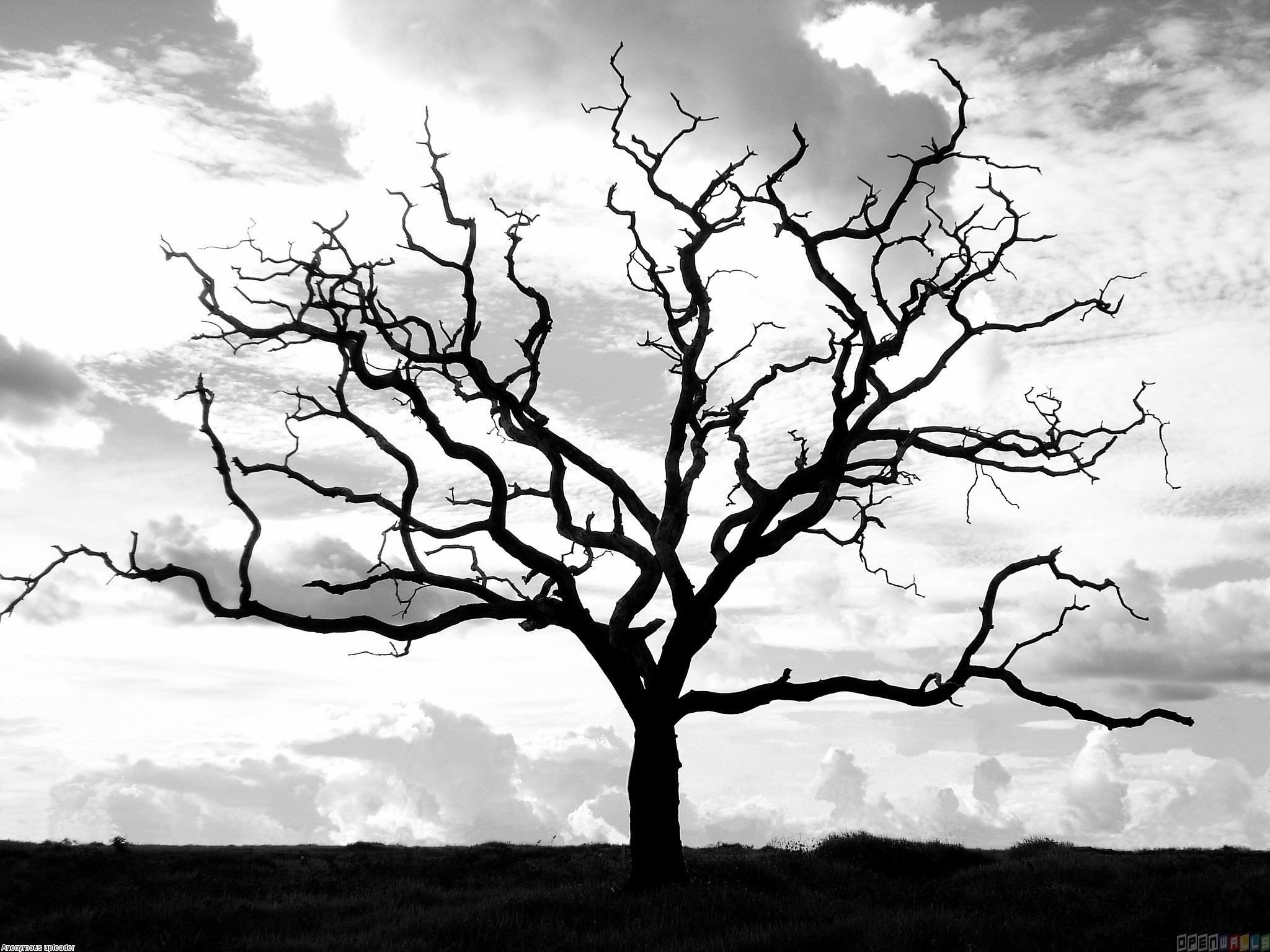 2048x1536 Tree Without Leaves Stock Photos Illustrations And Vector Art Quote