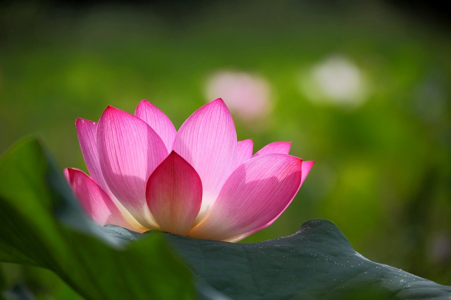 1920x1280 lotus flower pink petals leaves green background blur