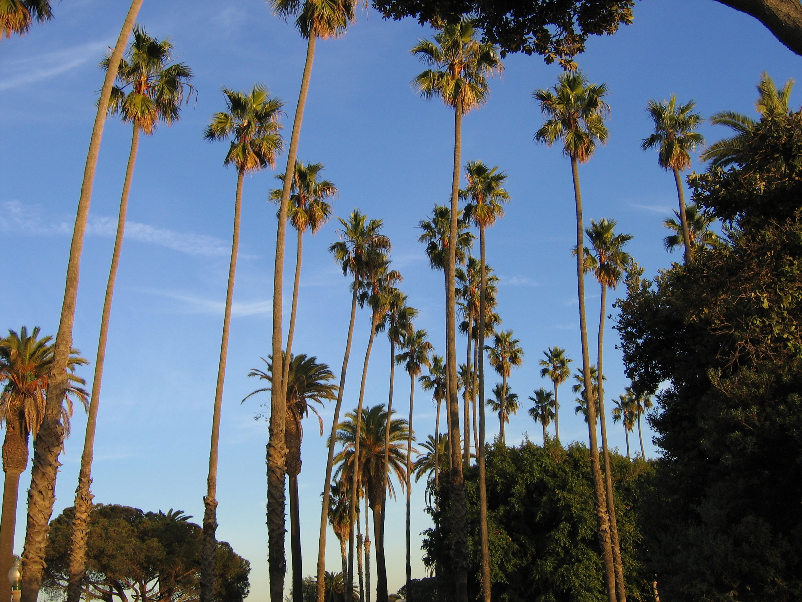 2592x1944 Palm Trees Tumblr Vintage Filepalm In Santa Monica