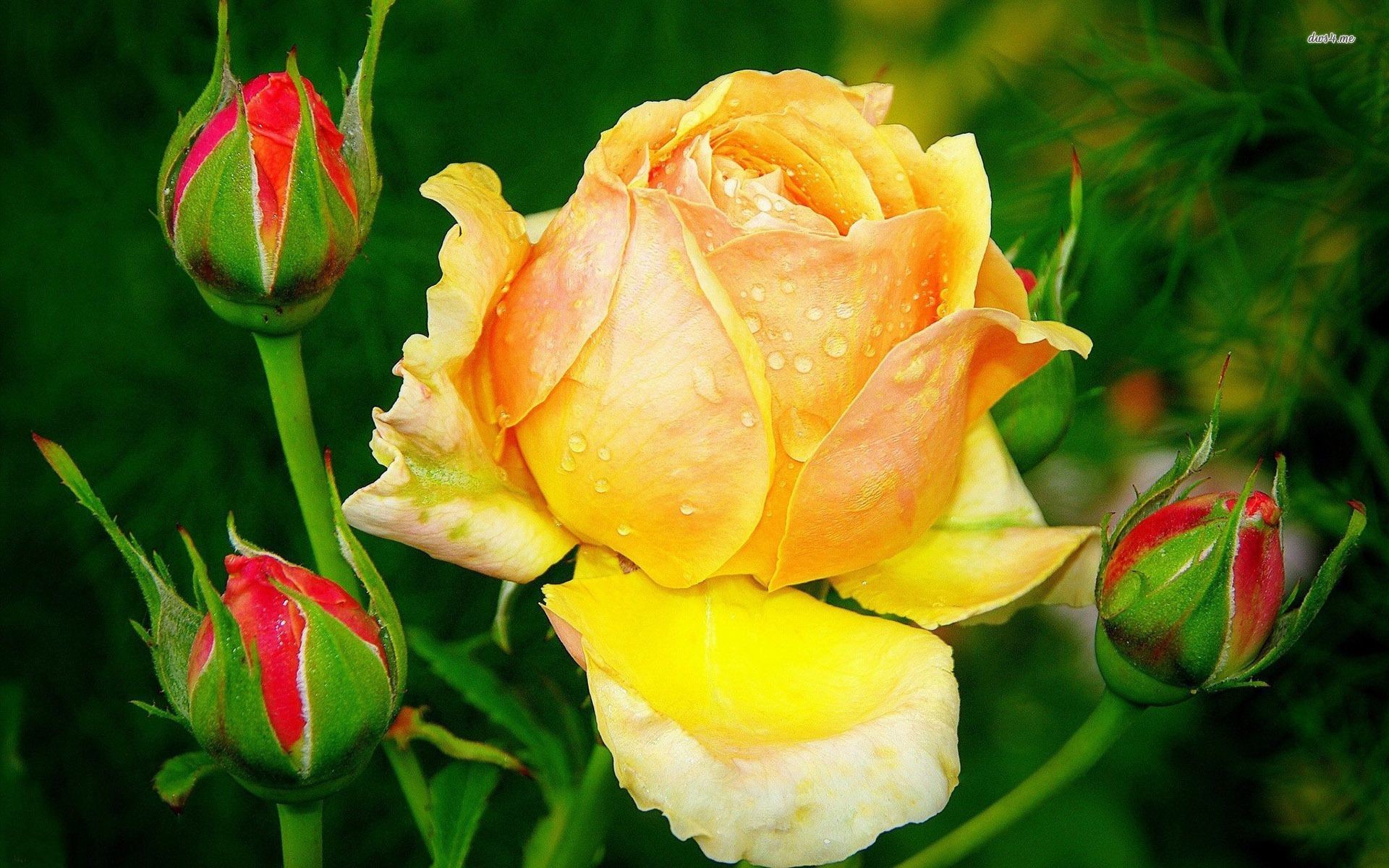 1920x1200 Yellow Rose Wallpapers - Full HD wallpaper search