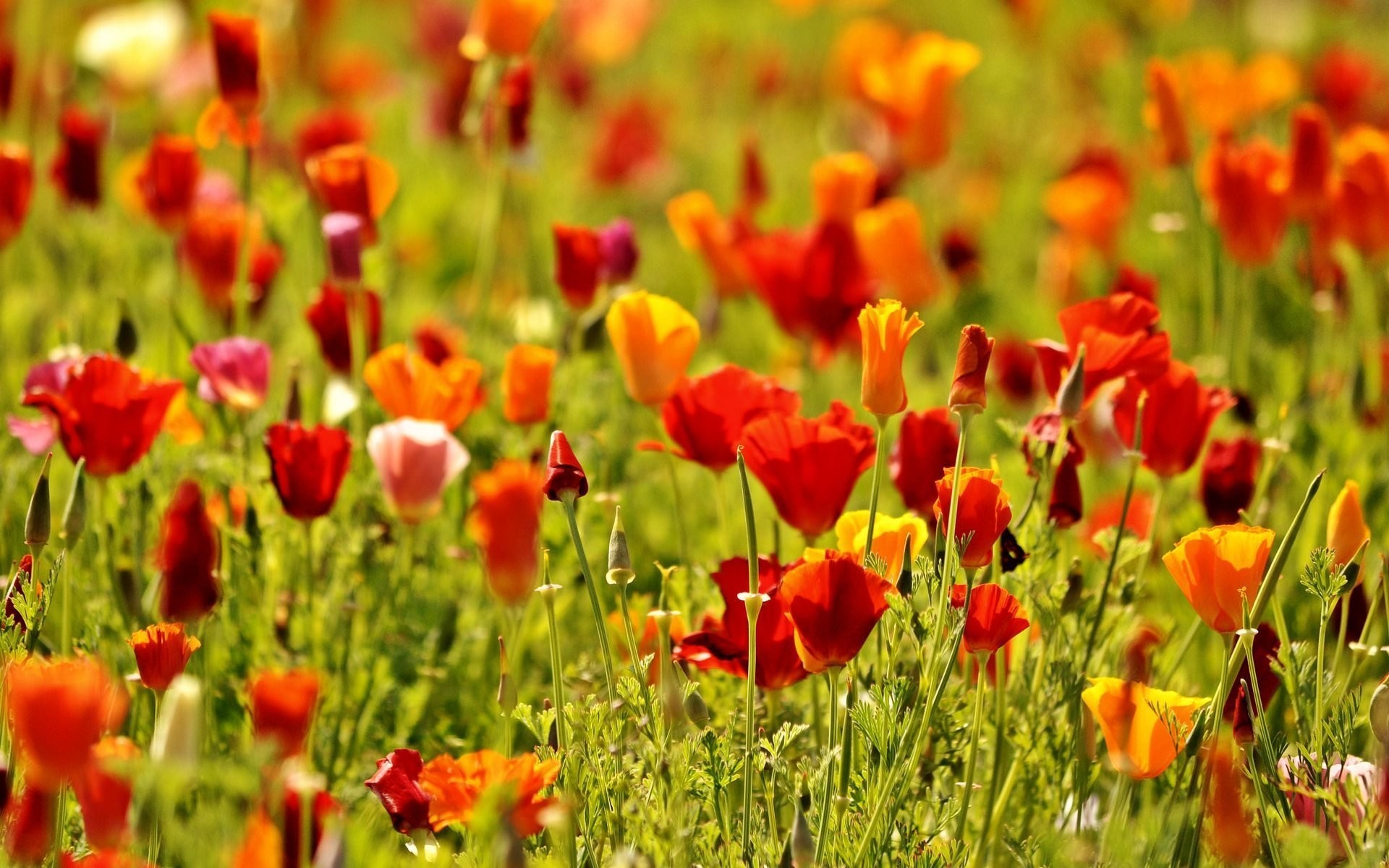 1920x1200 flower flowers flower flowers poppies poppy red the field nature green  flowers flower nature macro background