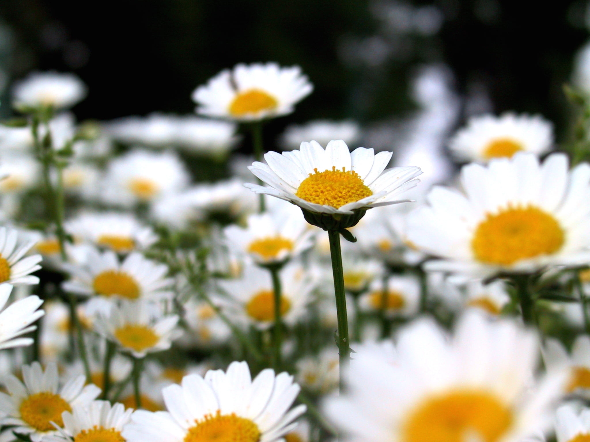 2048x1536 selective focus photography of bed of white daisy flower, chrysanthemum