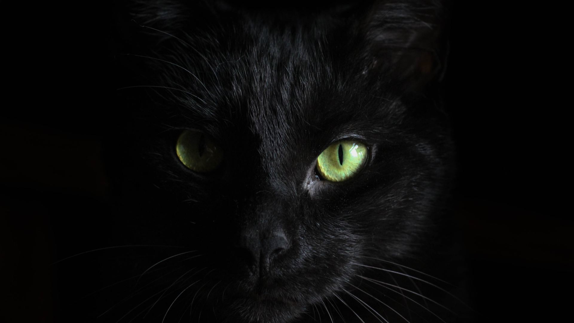 1920x1080 black-cat-green-eyes-wl.jpg