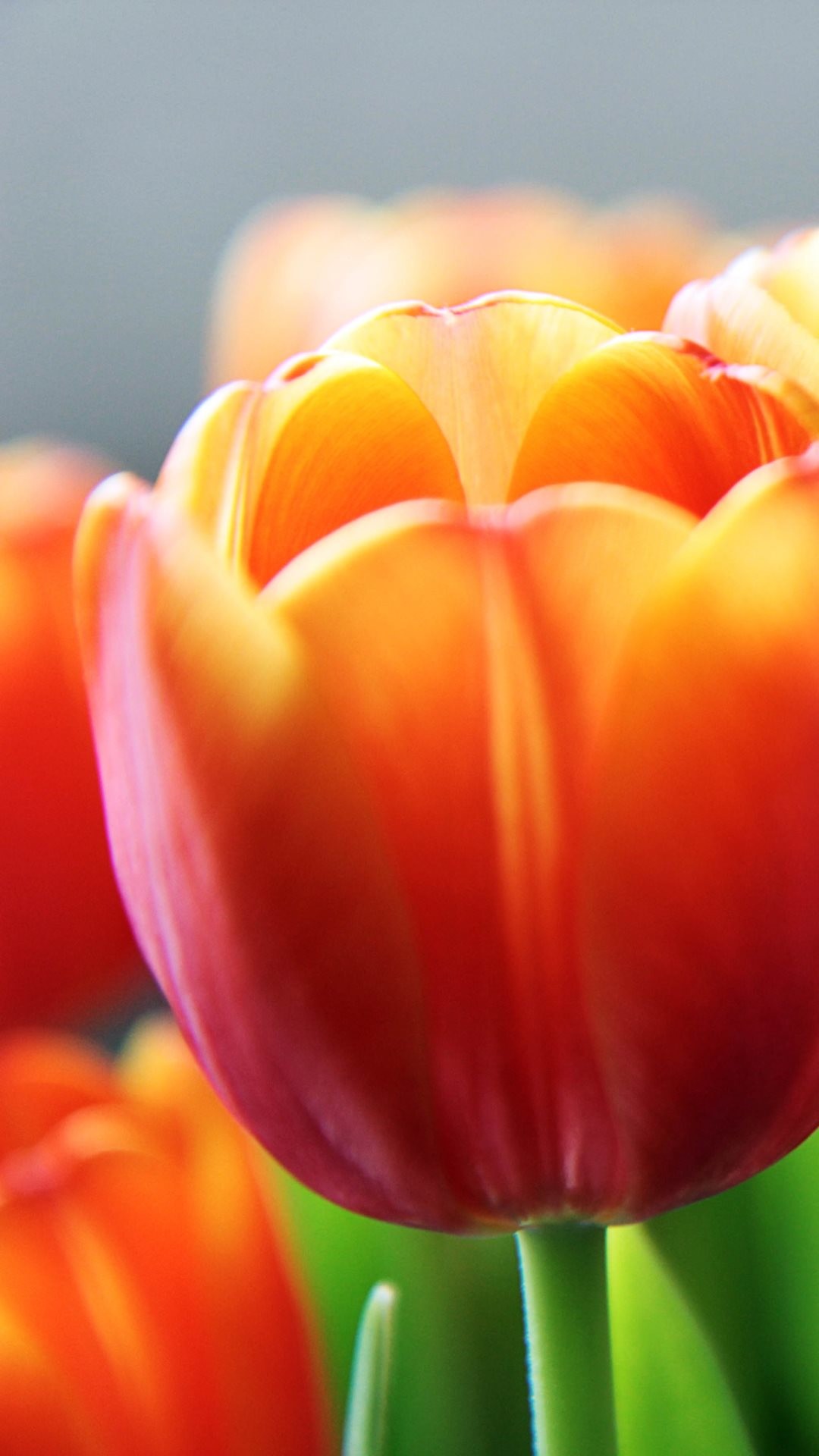 1080x1920 Tulip Flower Spring Closeup Android Wallpaper ...