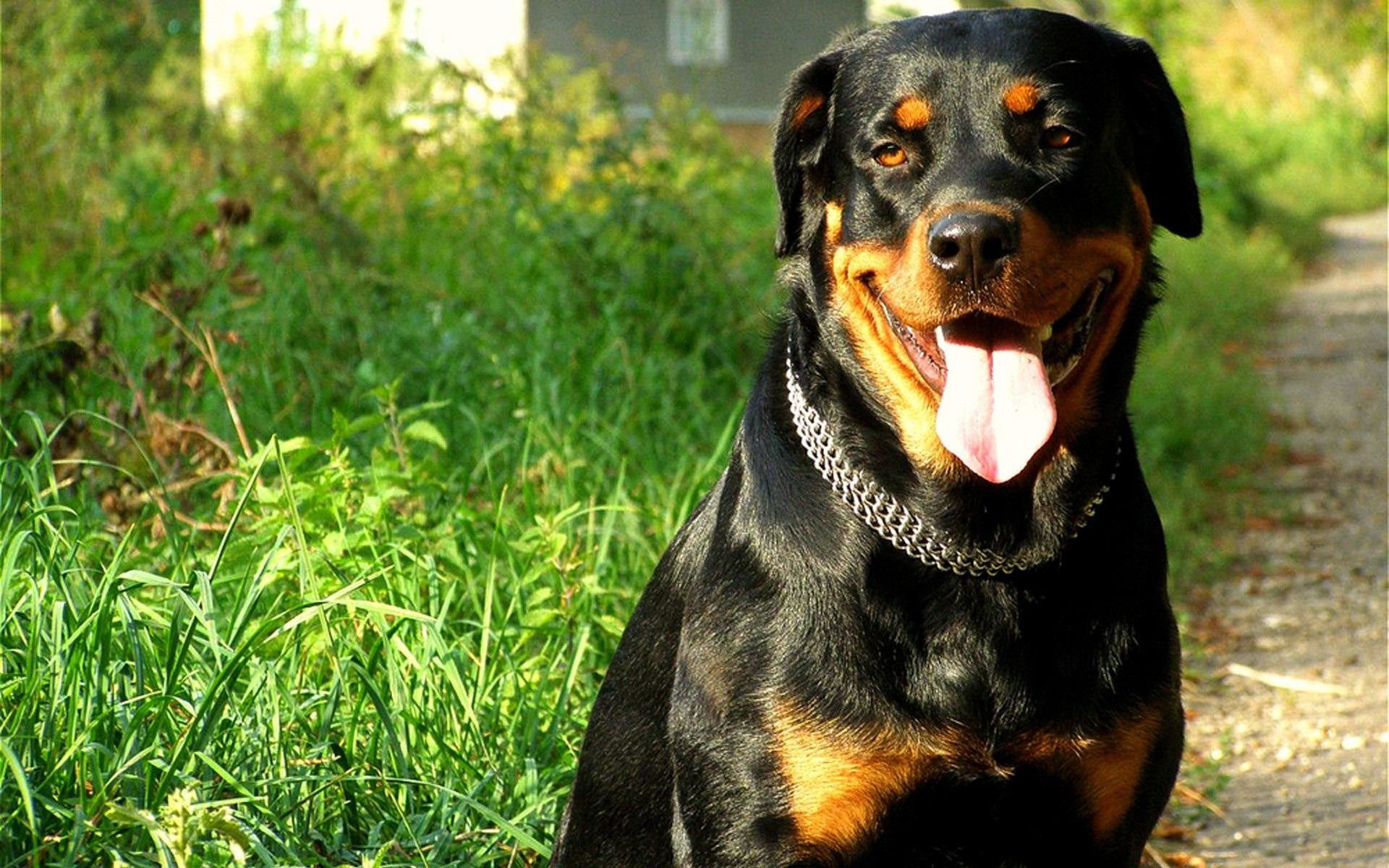 1920x1200 Rottweiler Wallpapers Android Apps on Google Play 1920Ã1200 Rottweiler  wallpaper (34 Wallpapers)