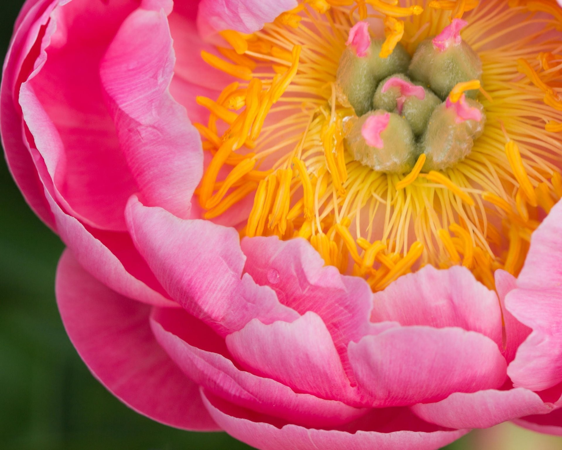 1920x1536 close up flower pink peony plant the core