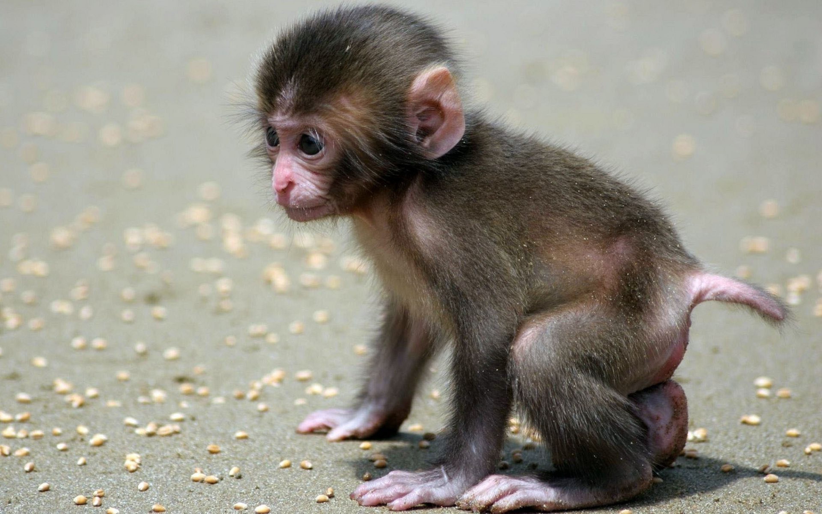 2880x1800 Best 20 Monkey smiling ideas on Pinterest | Pictures of monkeys .