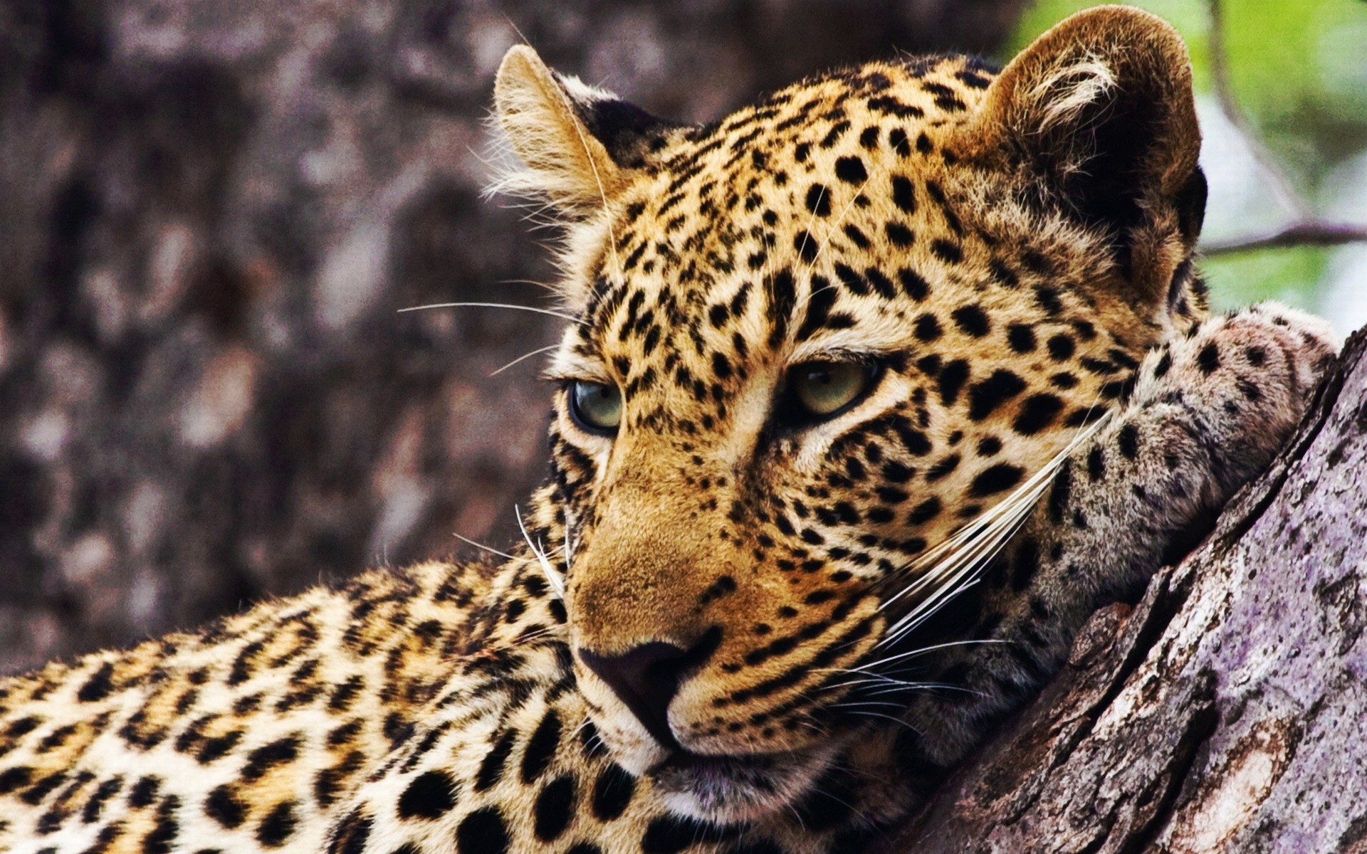 1920x1200 240 Cheetah HD Wallpapers Backgrounds Wallpaper Abyss Page 4 - HD Wallpapers