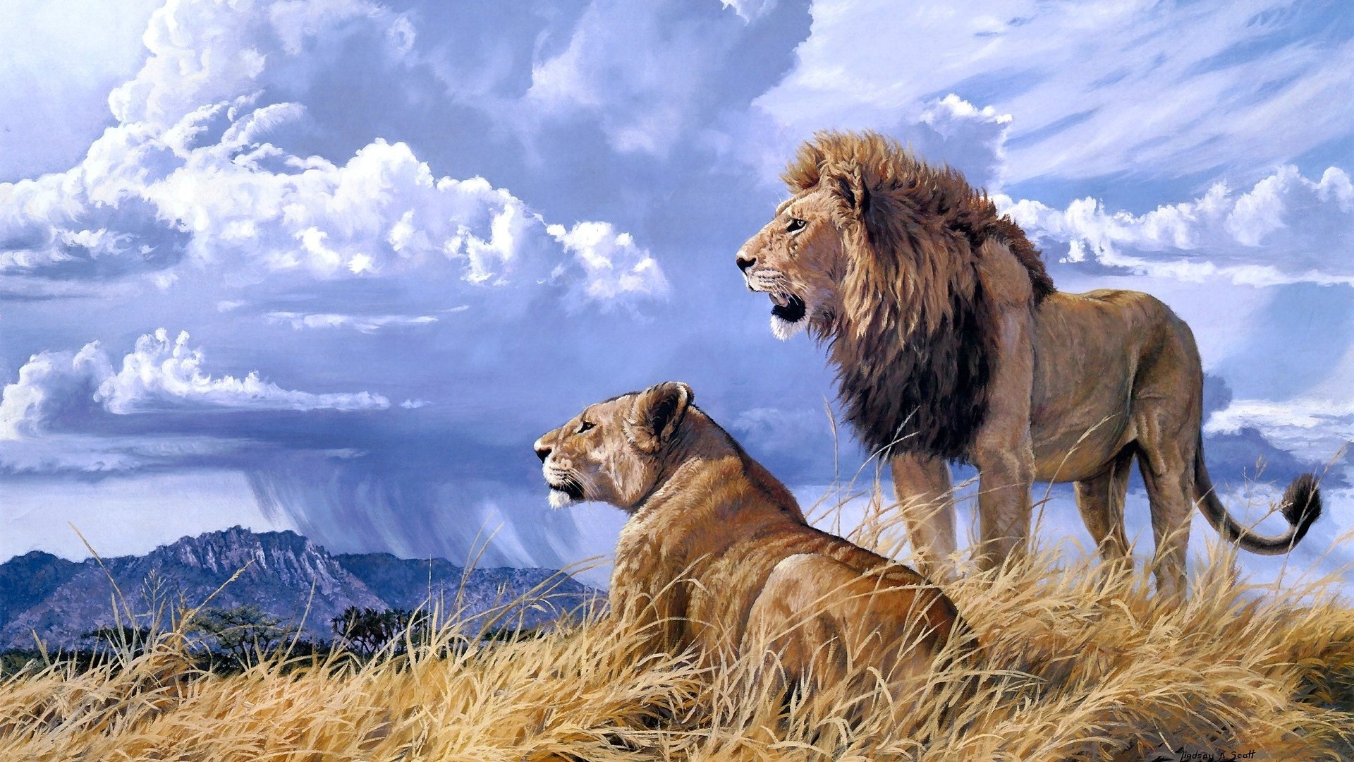 1920x1080 Lions. Lions Wallpaper