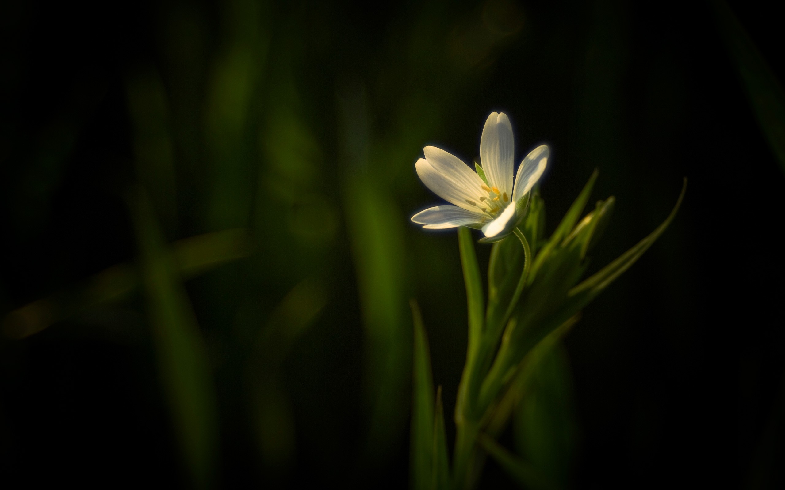 2560x1600 Dark Background White Flower
