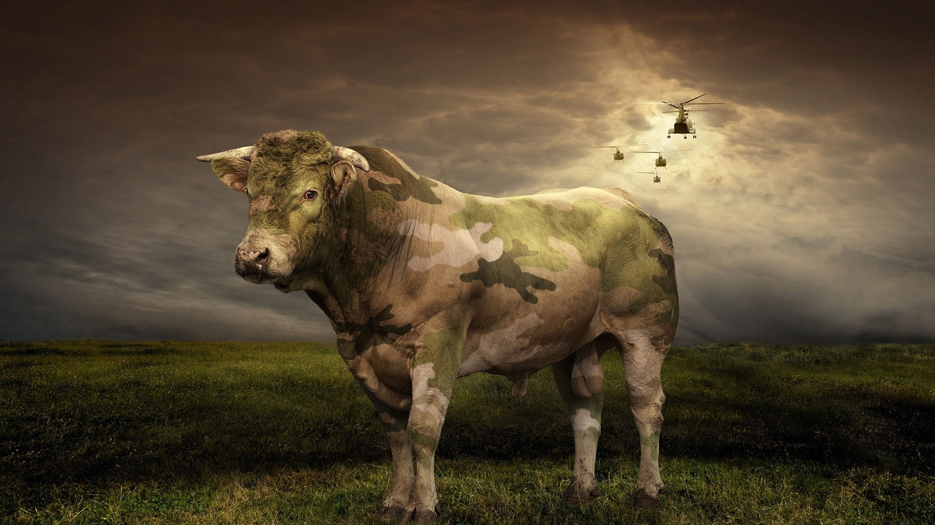 1920x1080 Preview wallpaper cow, grass, light, field 