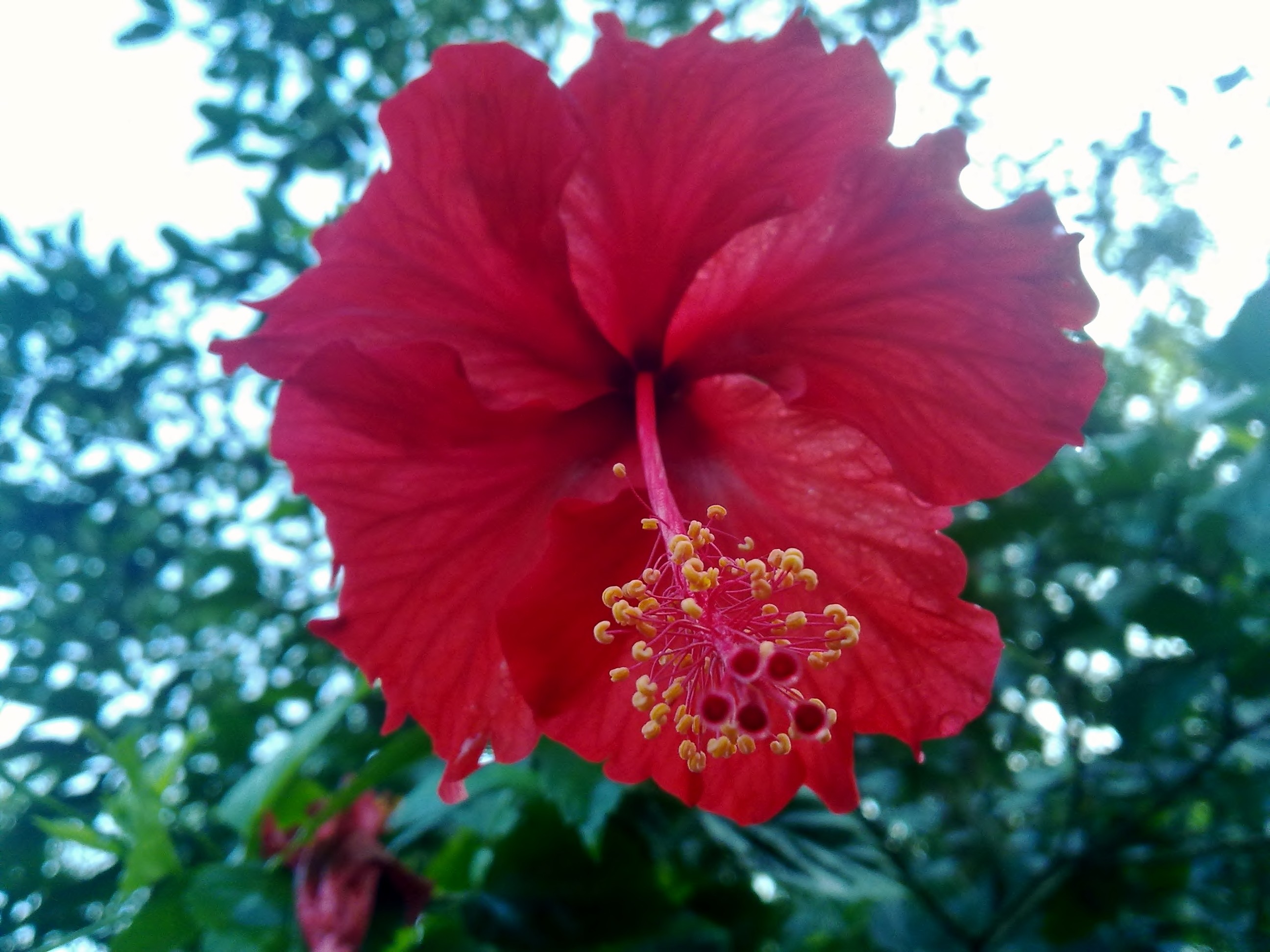 2592x1944 hibiscus flower, Red, Wallpaper, Nature, Natural, HQ Photo