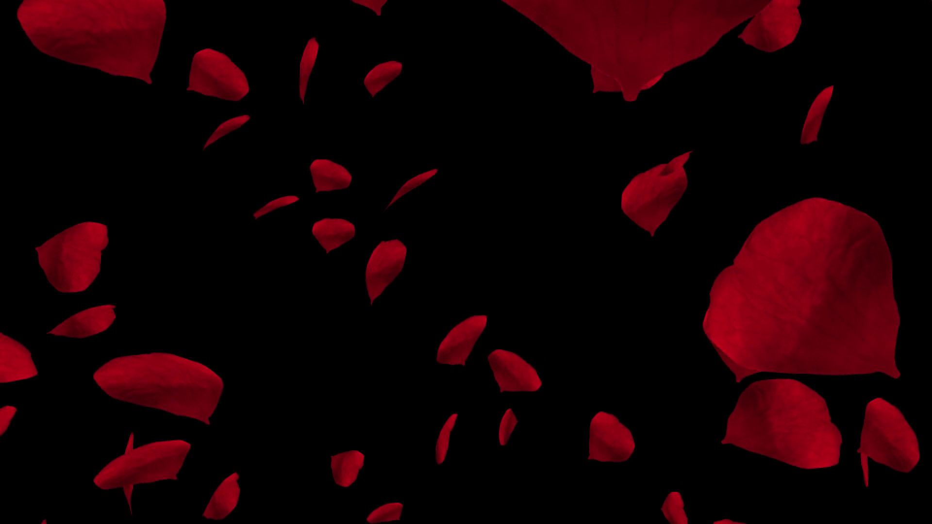 1920x1080 Dark red rose on the black background close-up | v.4.6 128.6 KB | EN-79
