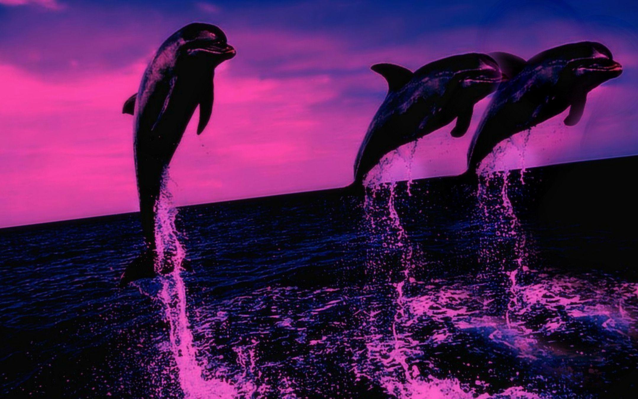 HD wallpaper dolphin sunset sky water splash ocean sea animal  themes  Wallpaper Flare