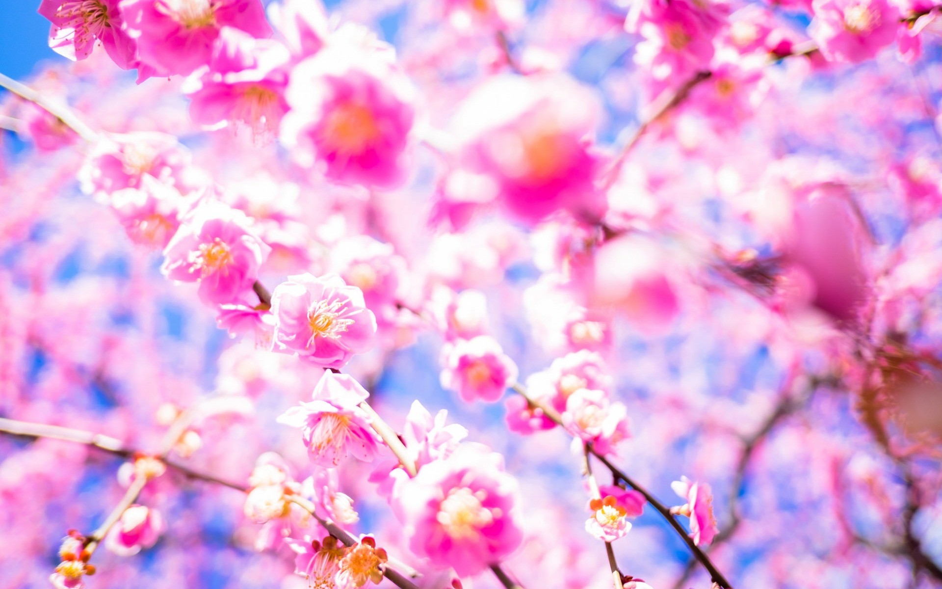 1920x1200 sakura, cherry blossom, Japan, cherry garden, pink spring flowers, cherry  branches