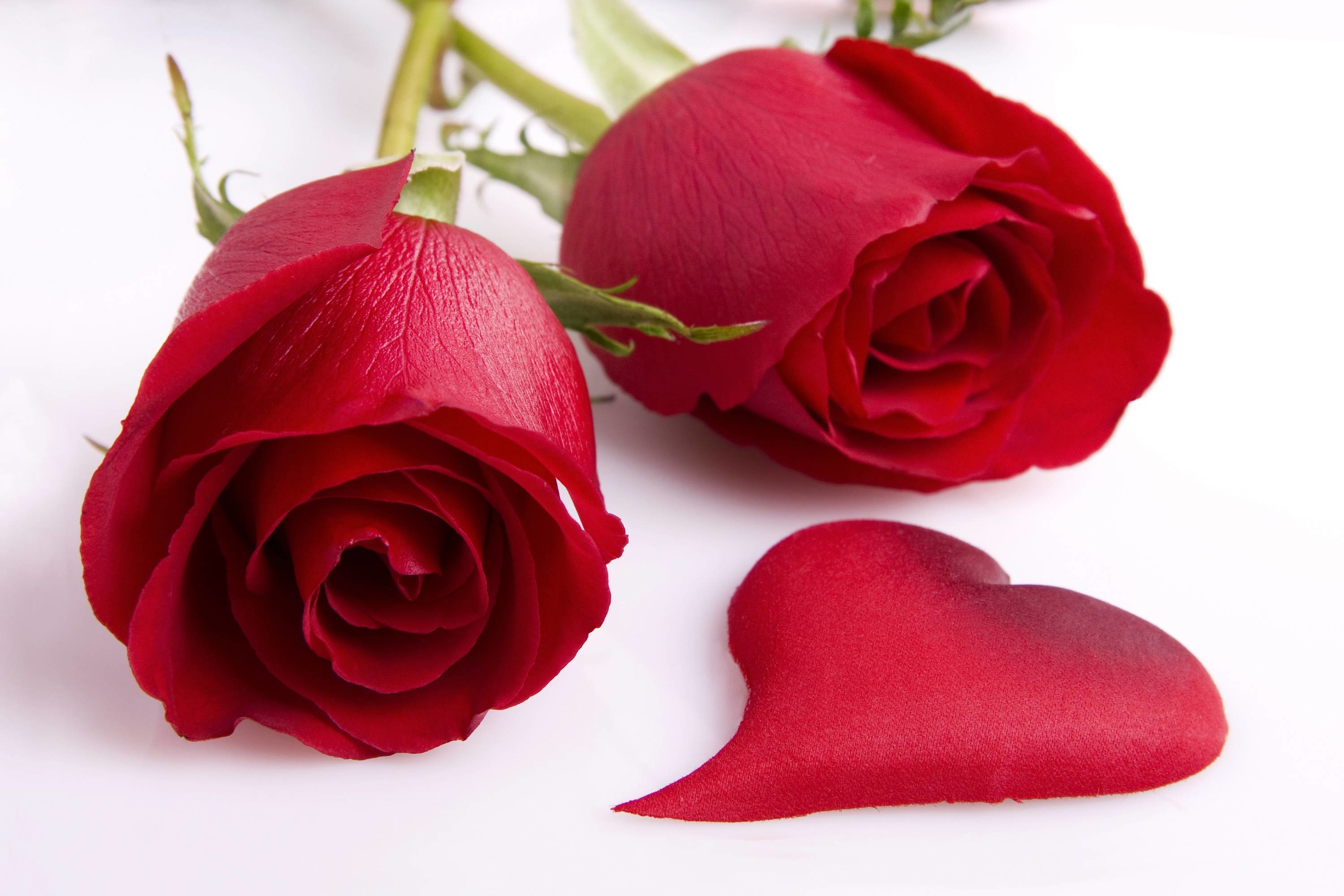 3000x2000 Red Rose Love Heart HD Wallpaper #3068 | TanukinoSippo.
