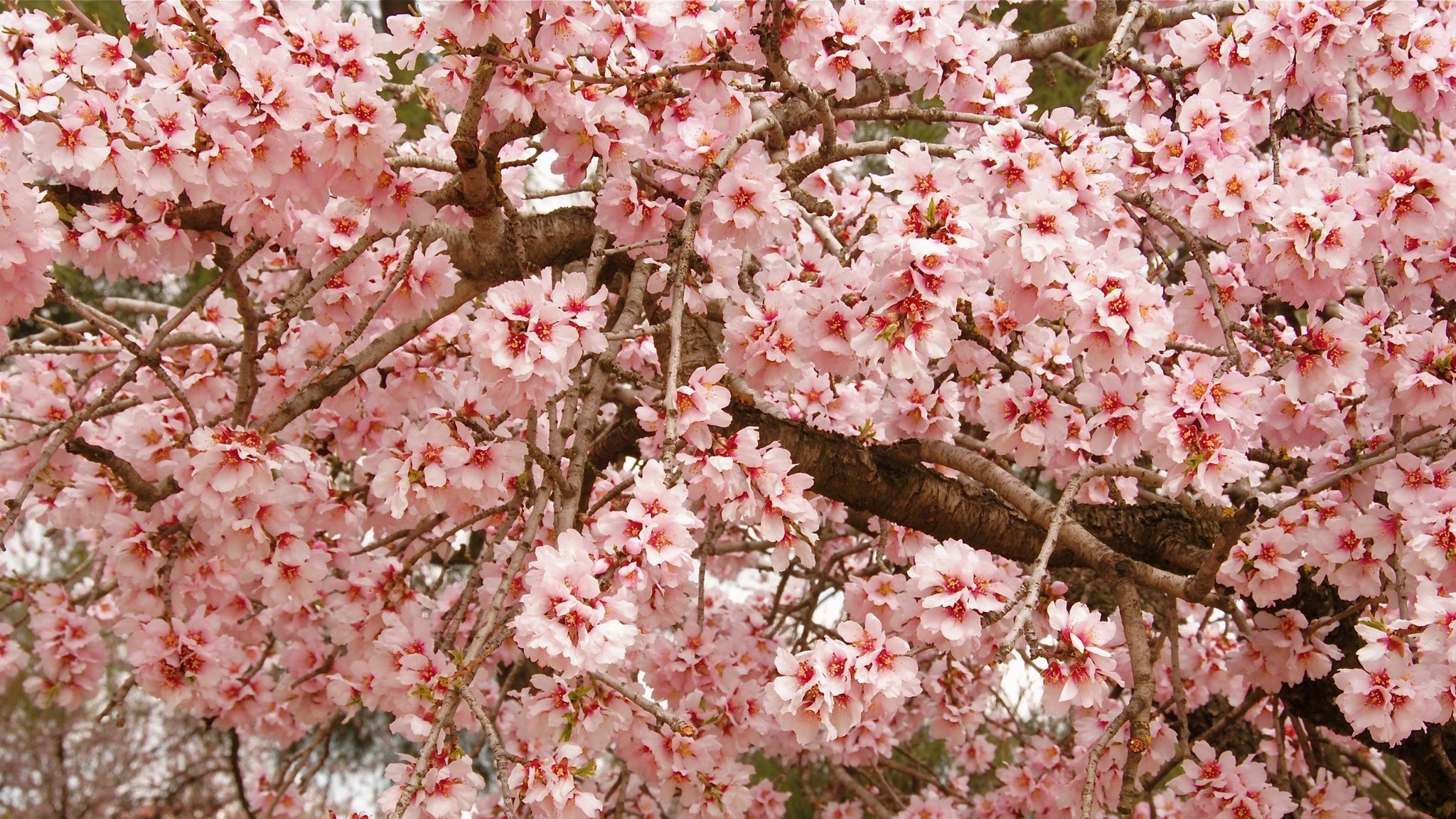 2048x1152  Wallpaper cherry, blossom, pink, twigs, spring