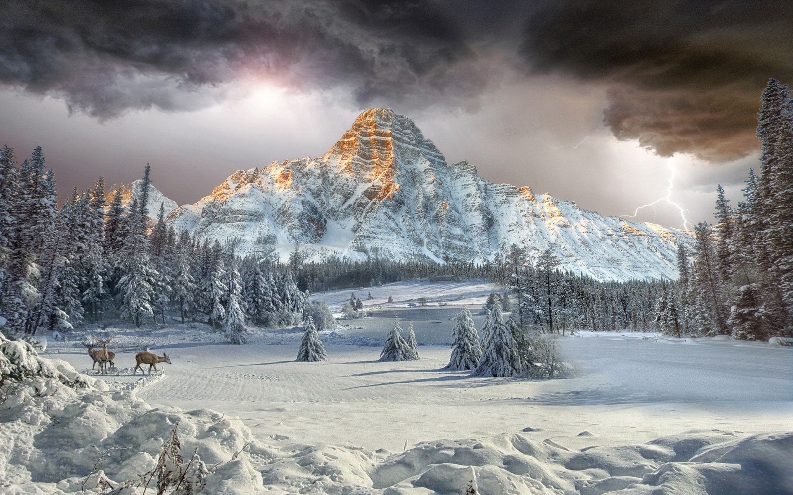 2560x1600 mount, chephren, canadian, rockies, vally, winter, landscape, forest,  cloud, mountain, deer Wallpaper HD