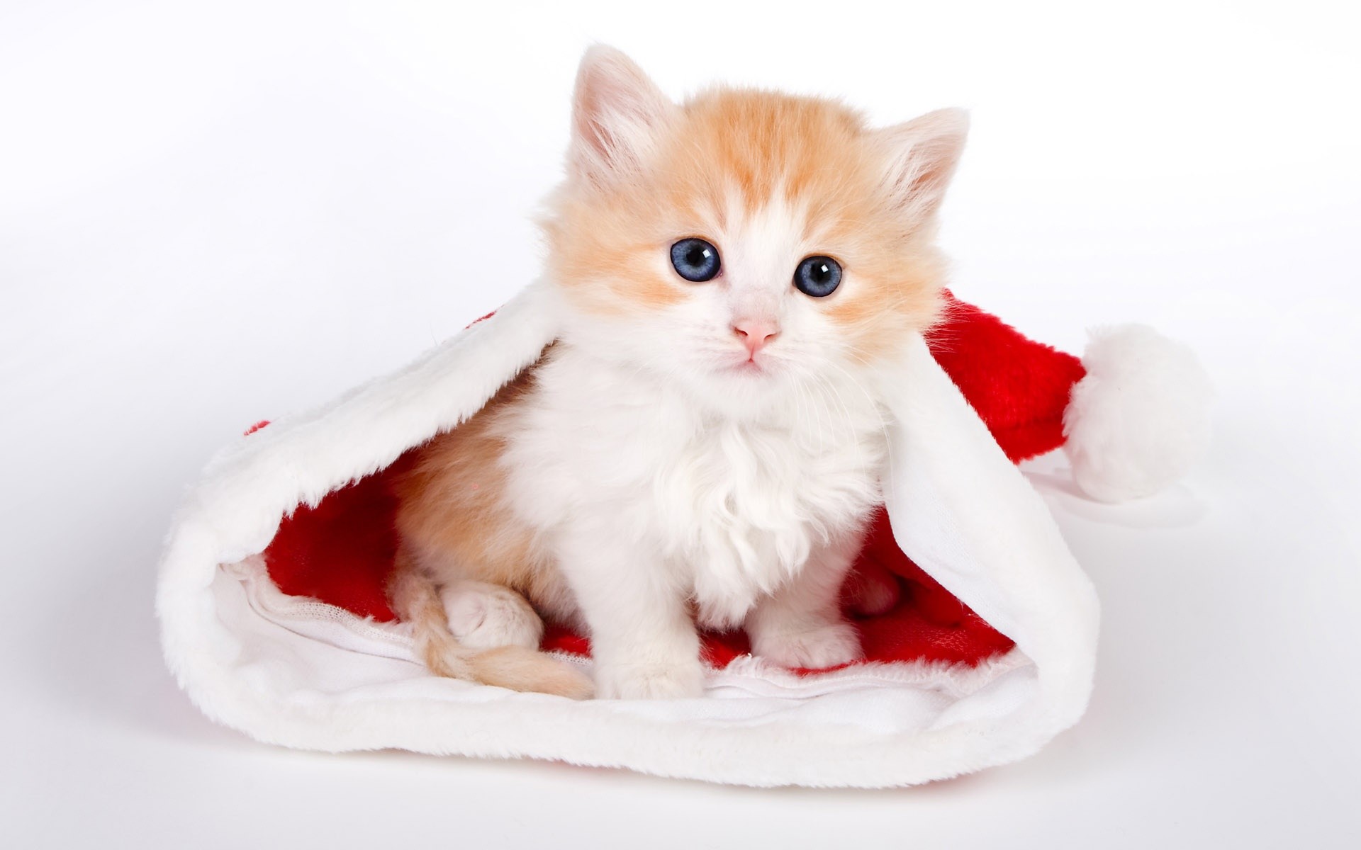 1920x1200 Cute Cat In Santa Hat