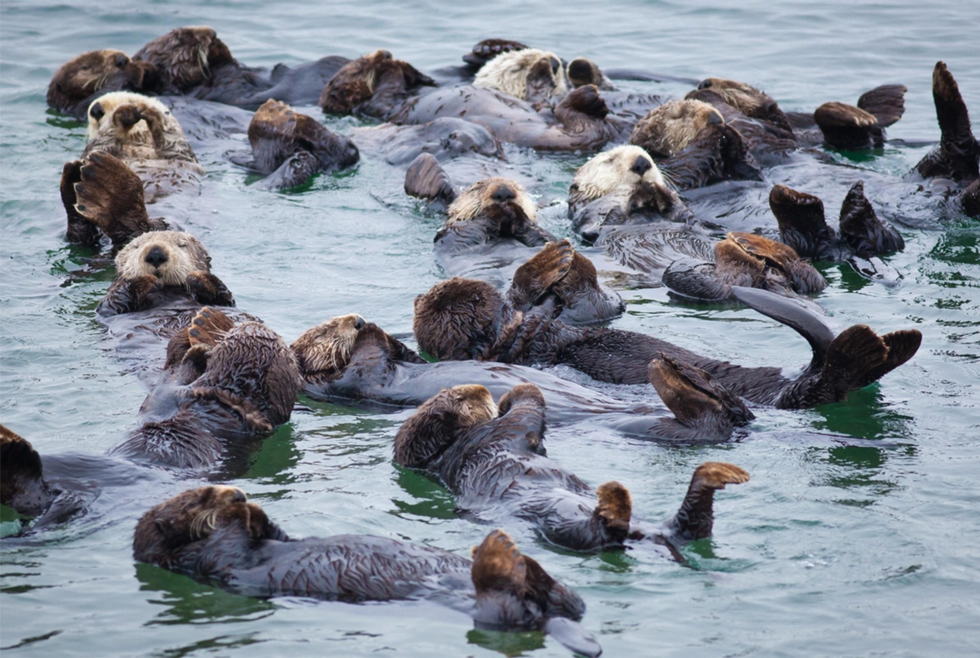 Sea Otter Wallpaper (52+ images)