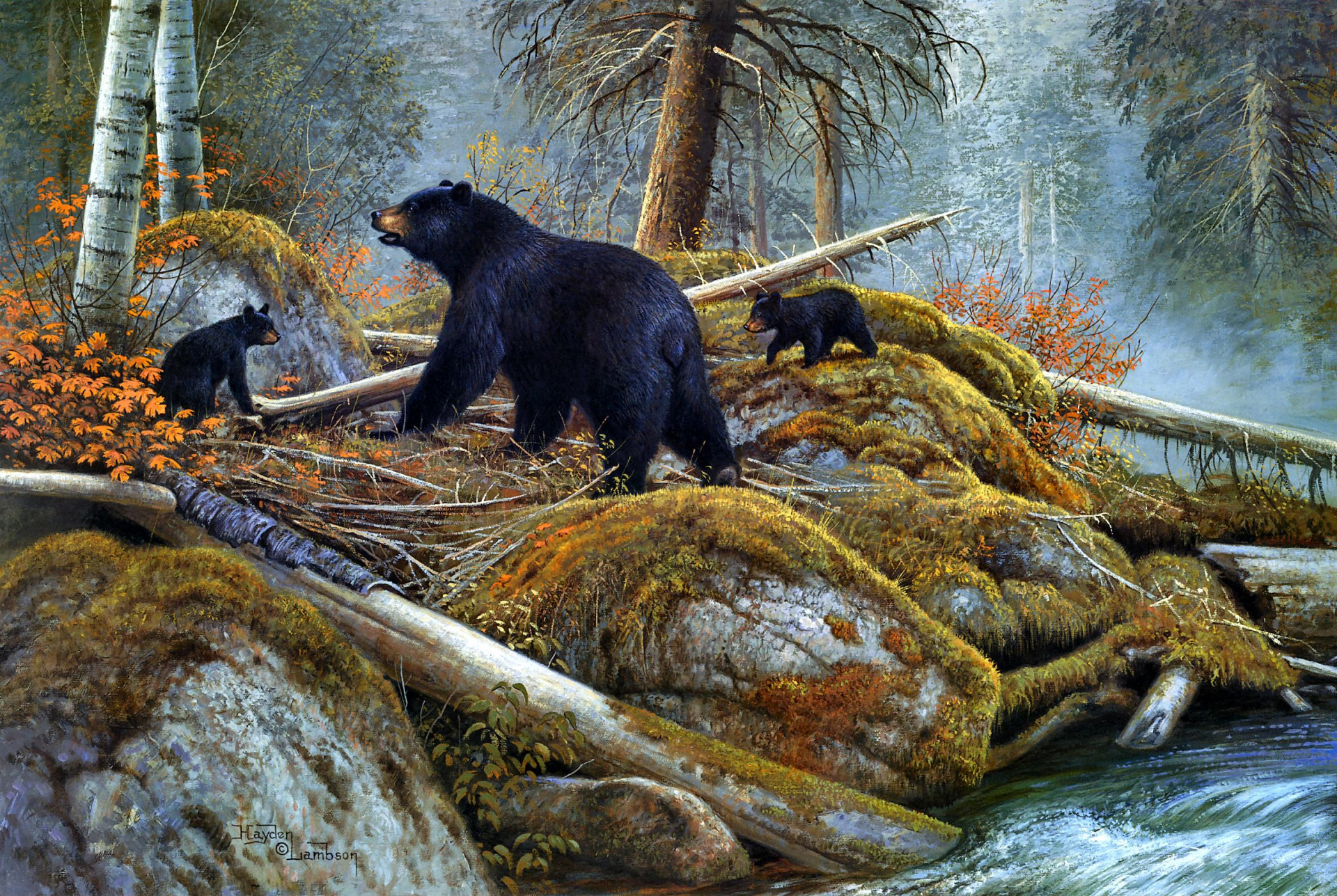 1920x1287 1 Black Bear Wallpapers